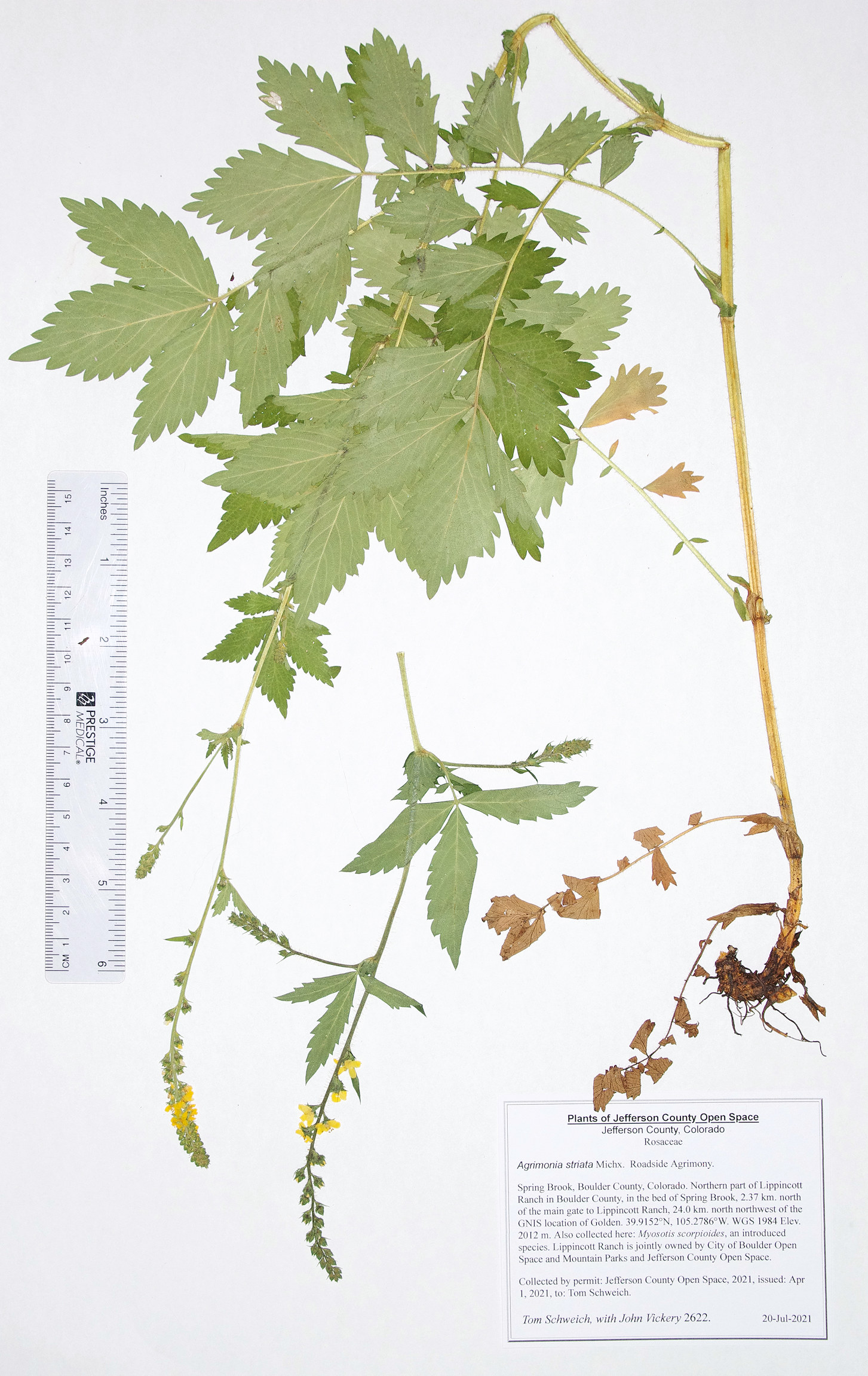 Rosaceae Agrimonia striata
