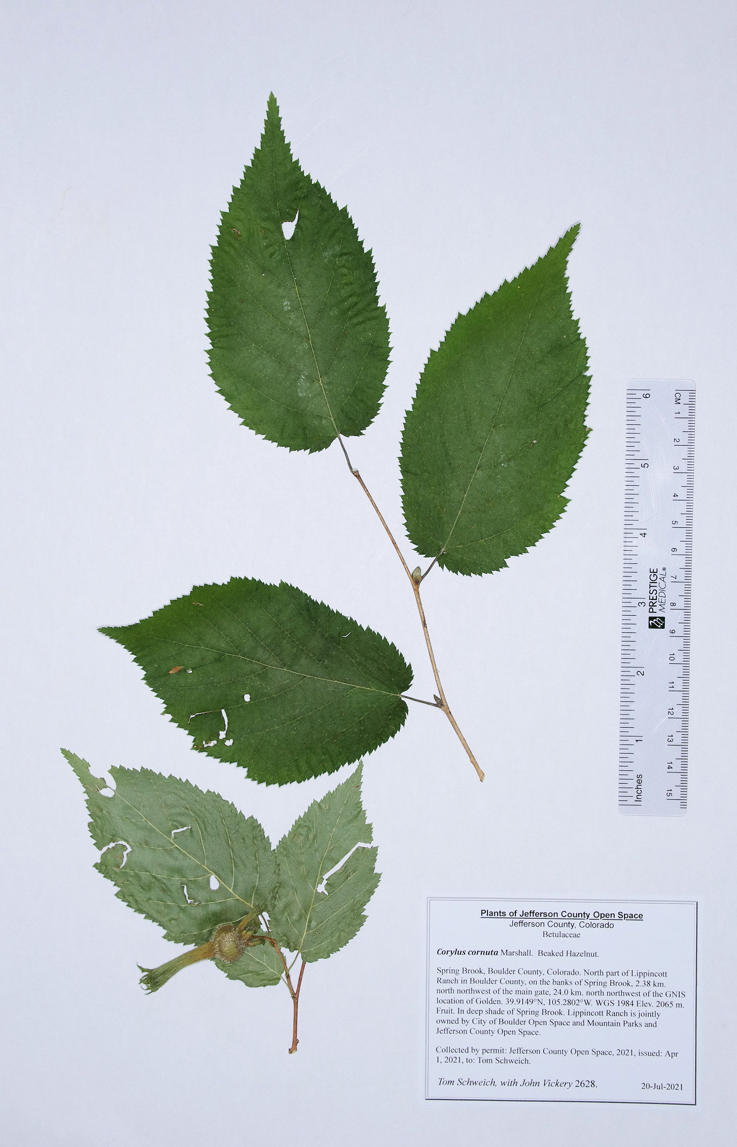 Betulaceae Corylus cornuta