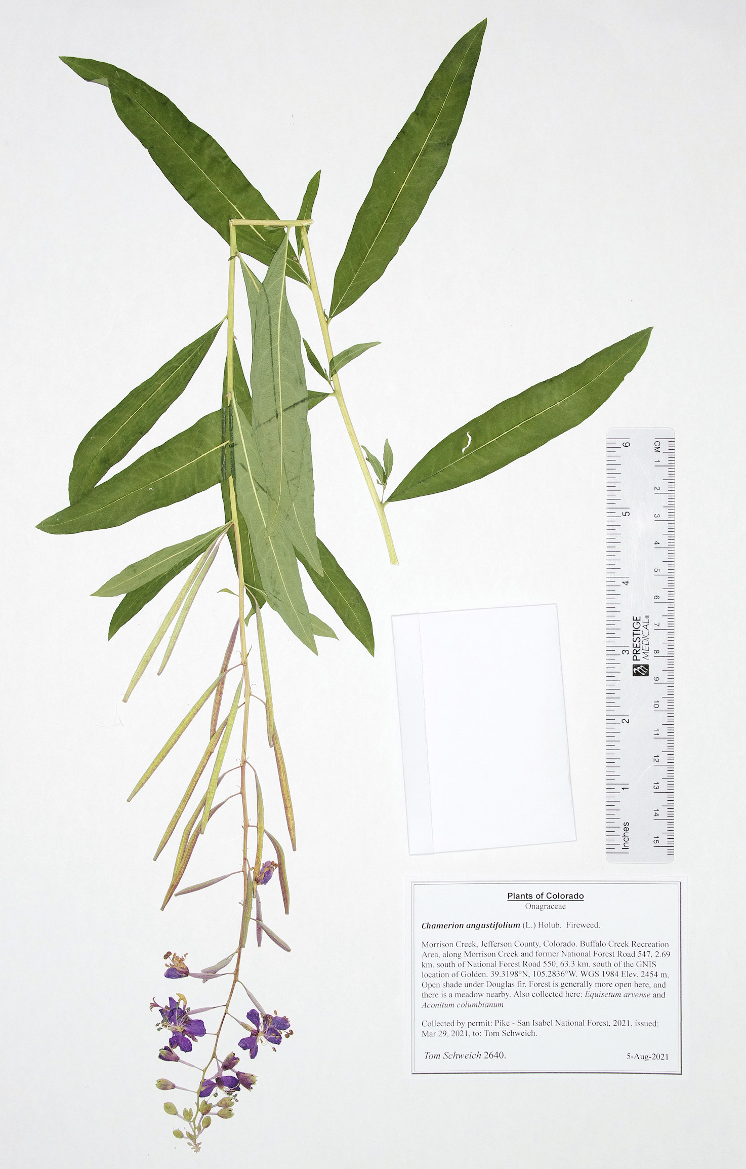 Onagraceae Chamerion angustifolium