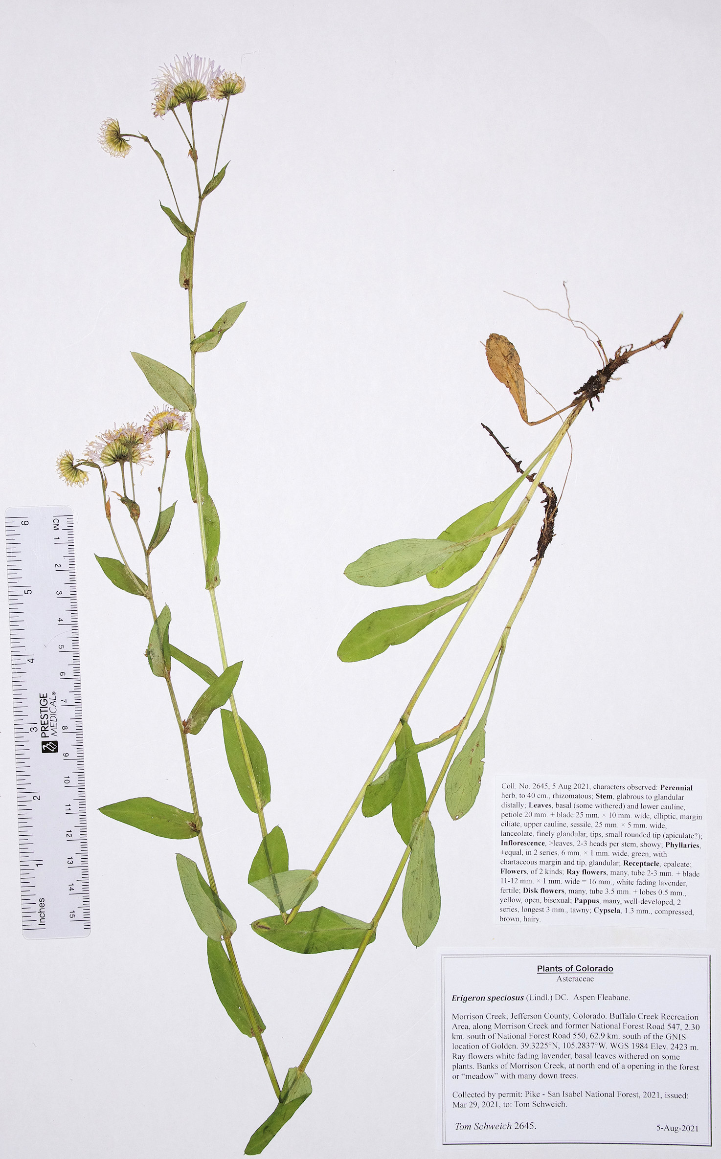 Asteraceae Erigeron speciosus