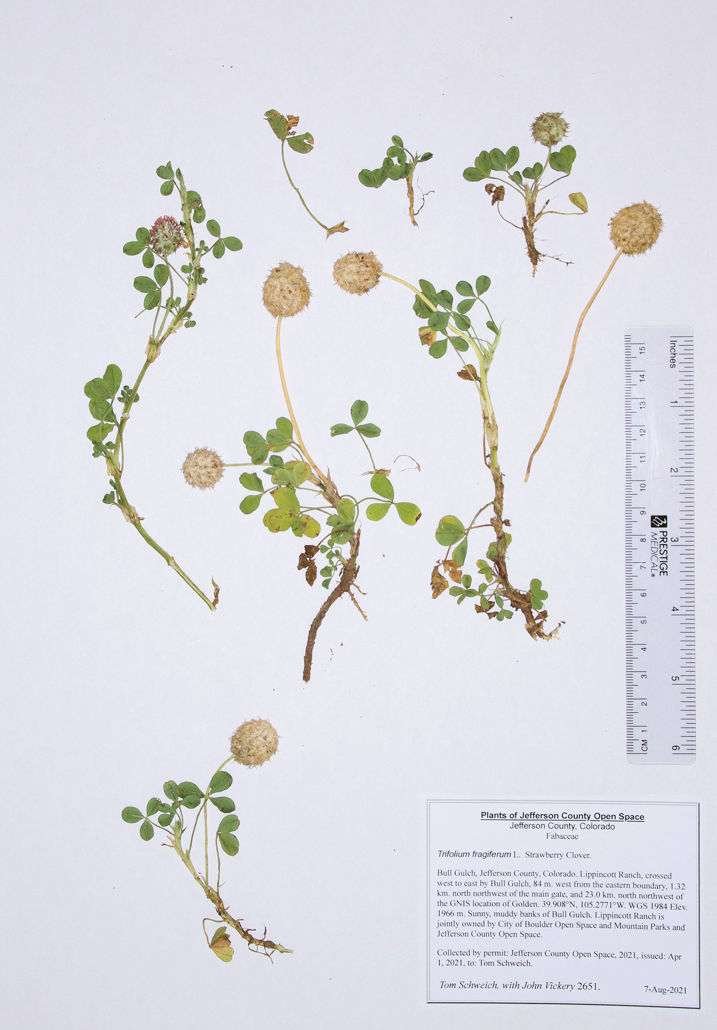 Fabaceae Trifolium fragiferum