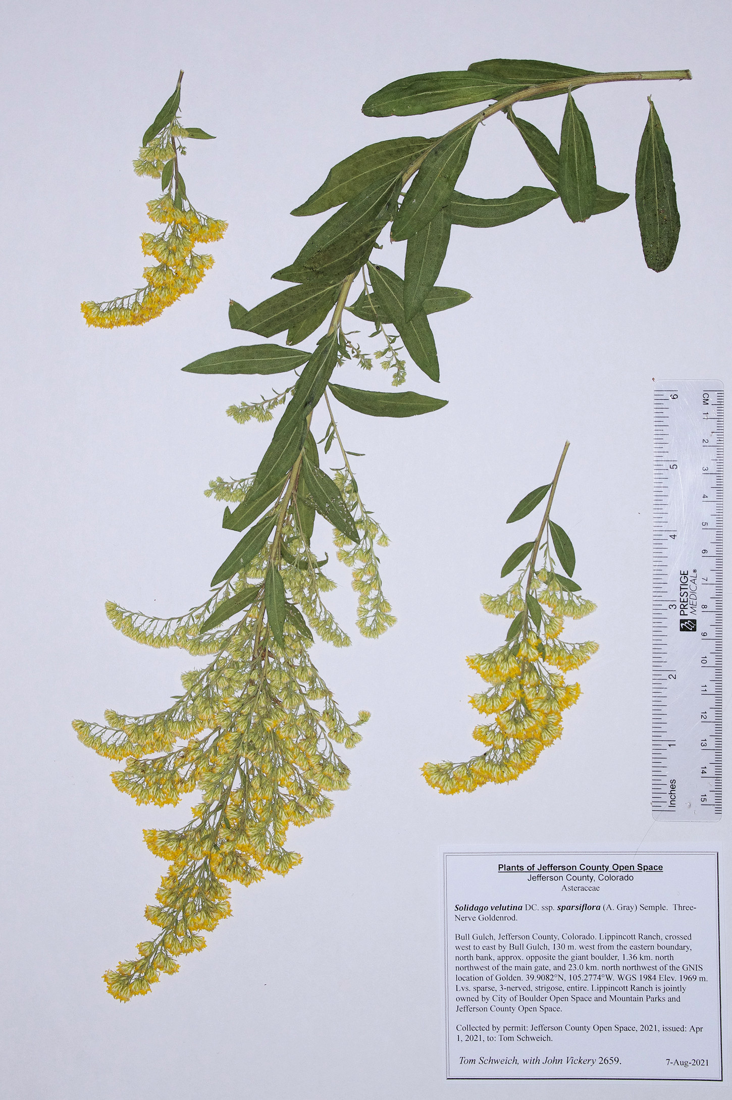Asteraceae Solidago velutina sparsiflora