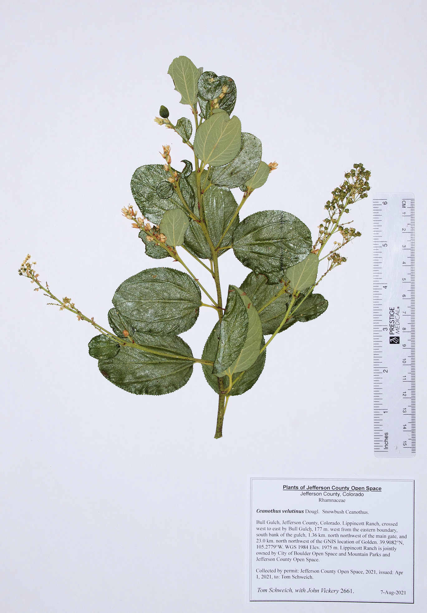 Rhamnaceae Ceanothus velutinus
