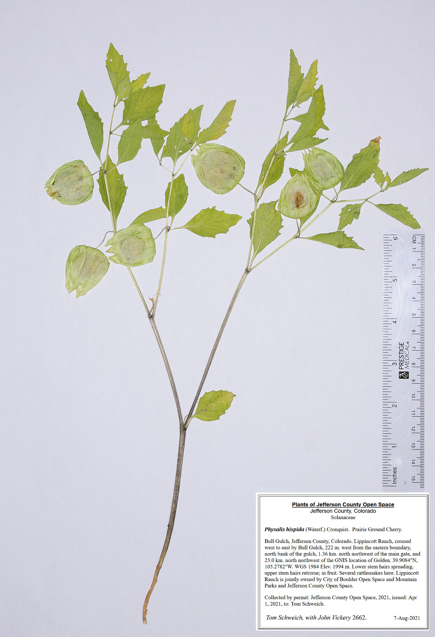 Solanaceae Physalis virginiana