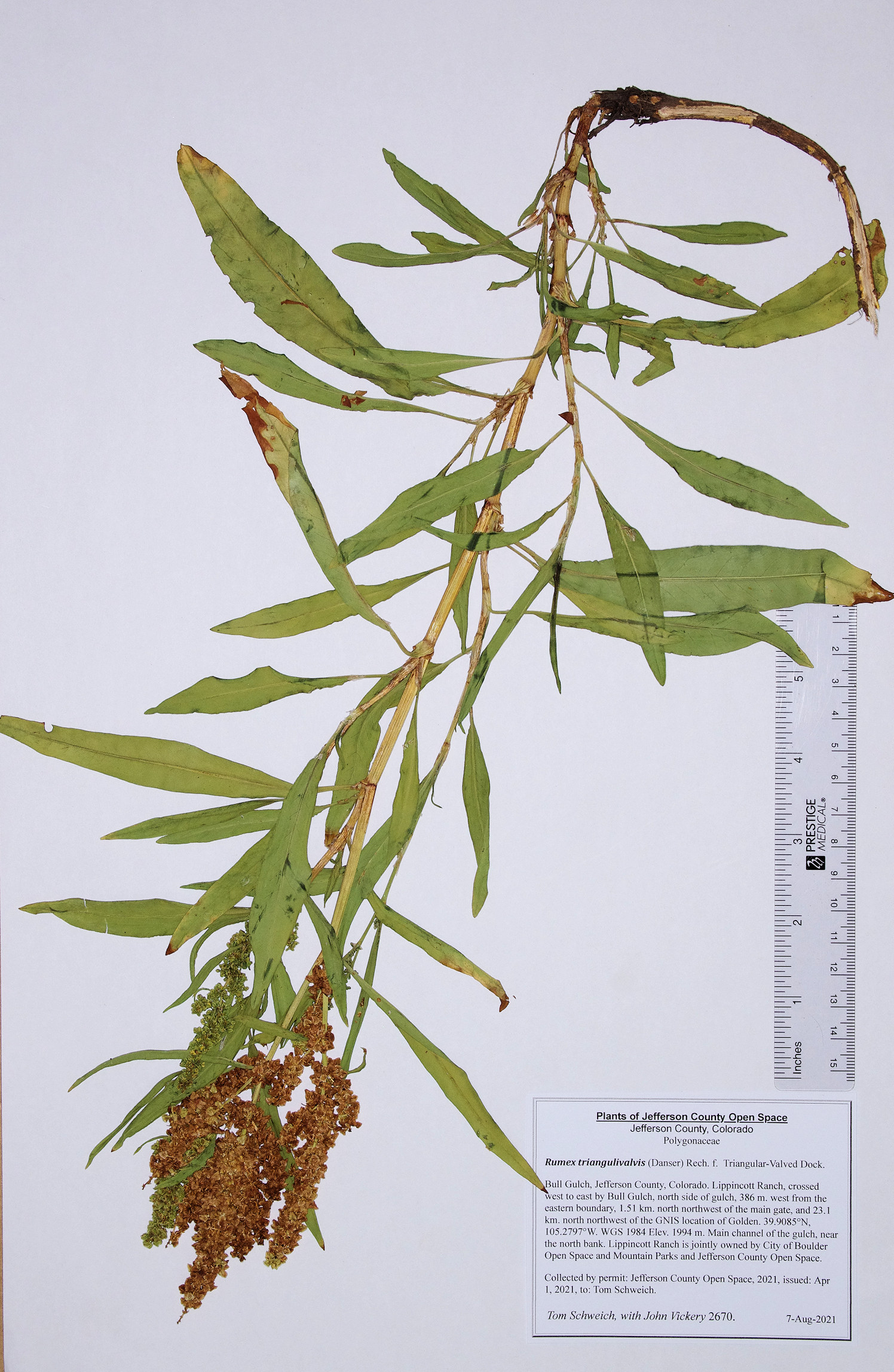 Polygonaceae Rumex triangulivalvis