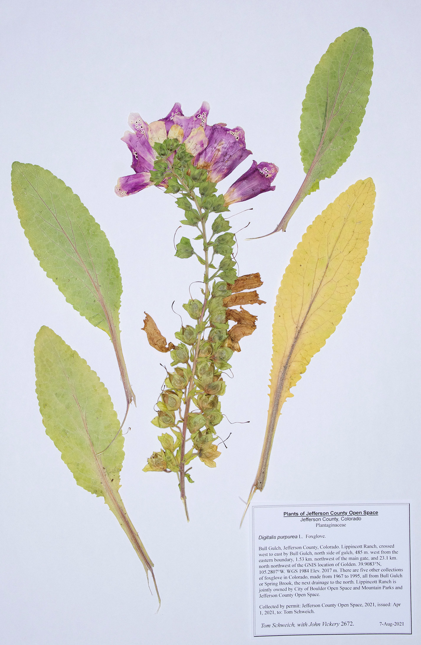 Plantaginaceae Digitalis purpurea