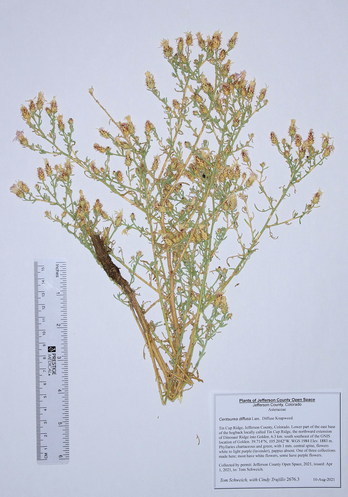 Asteraceae Centaurea diffusa