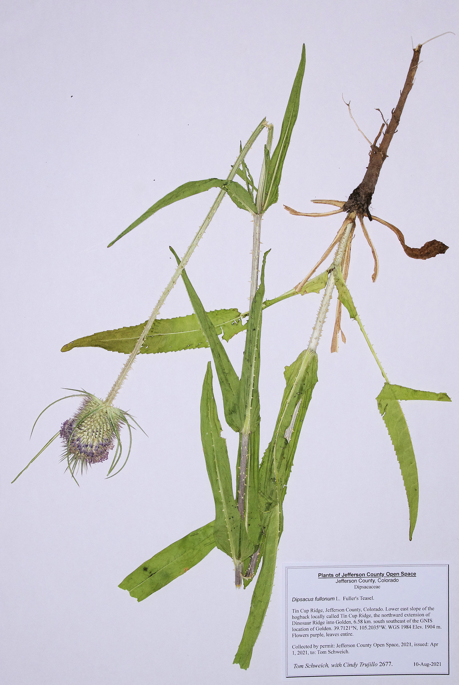Dipsacaceae Dipsacus fullonum
