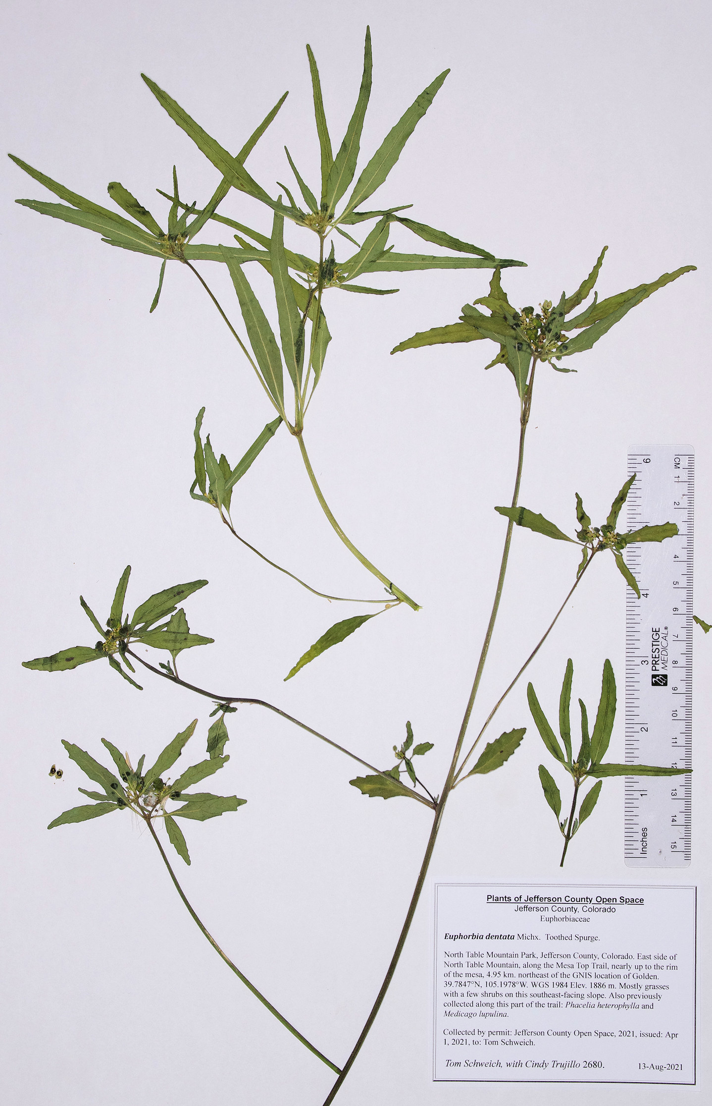Euphorbiaceae Euphorbia dentata