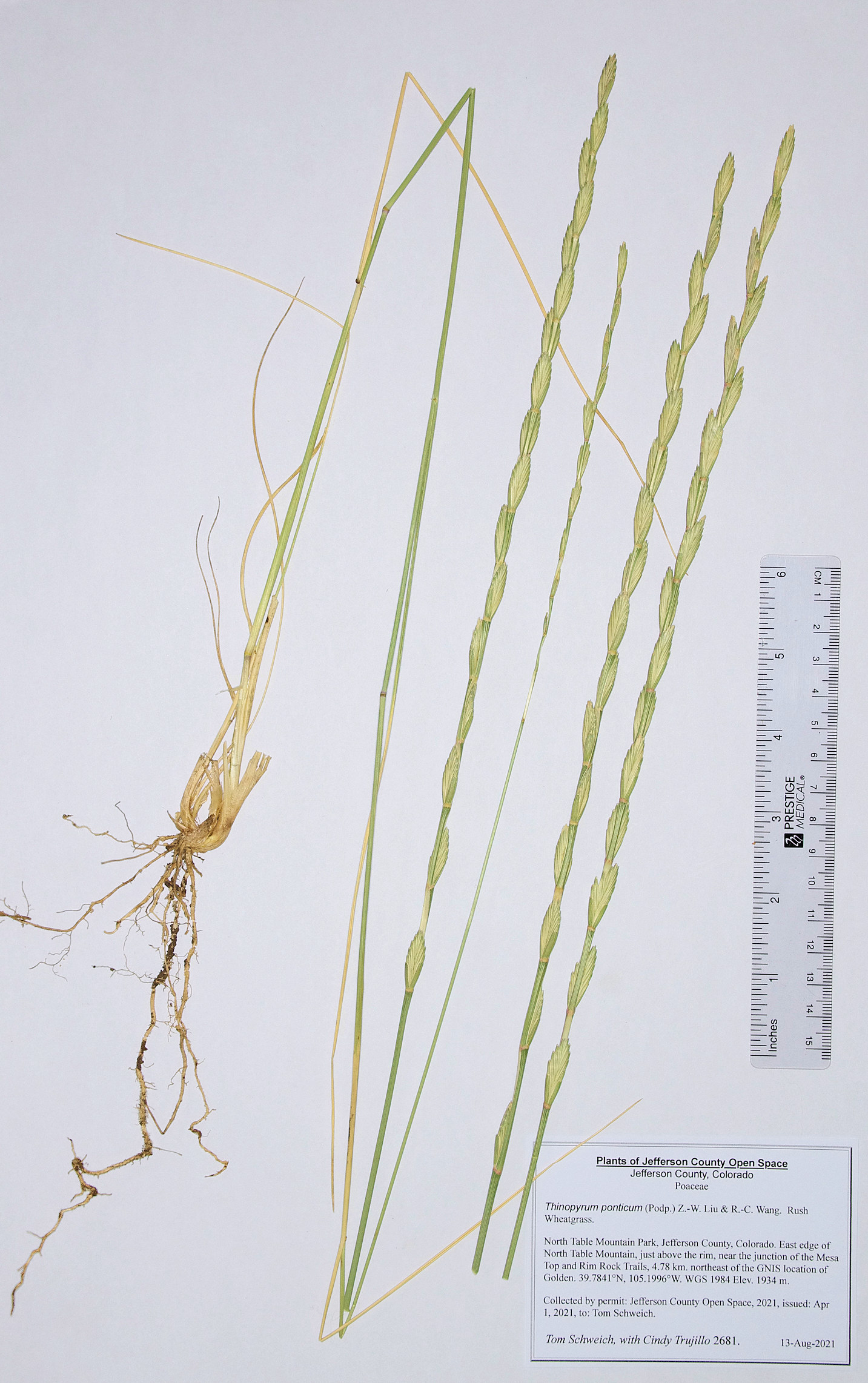 Poaceae Thinopyrum ponticum
