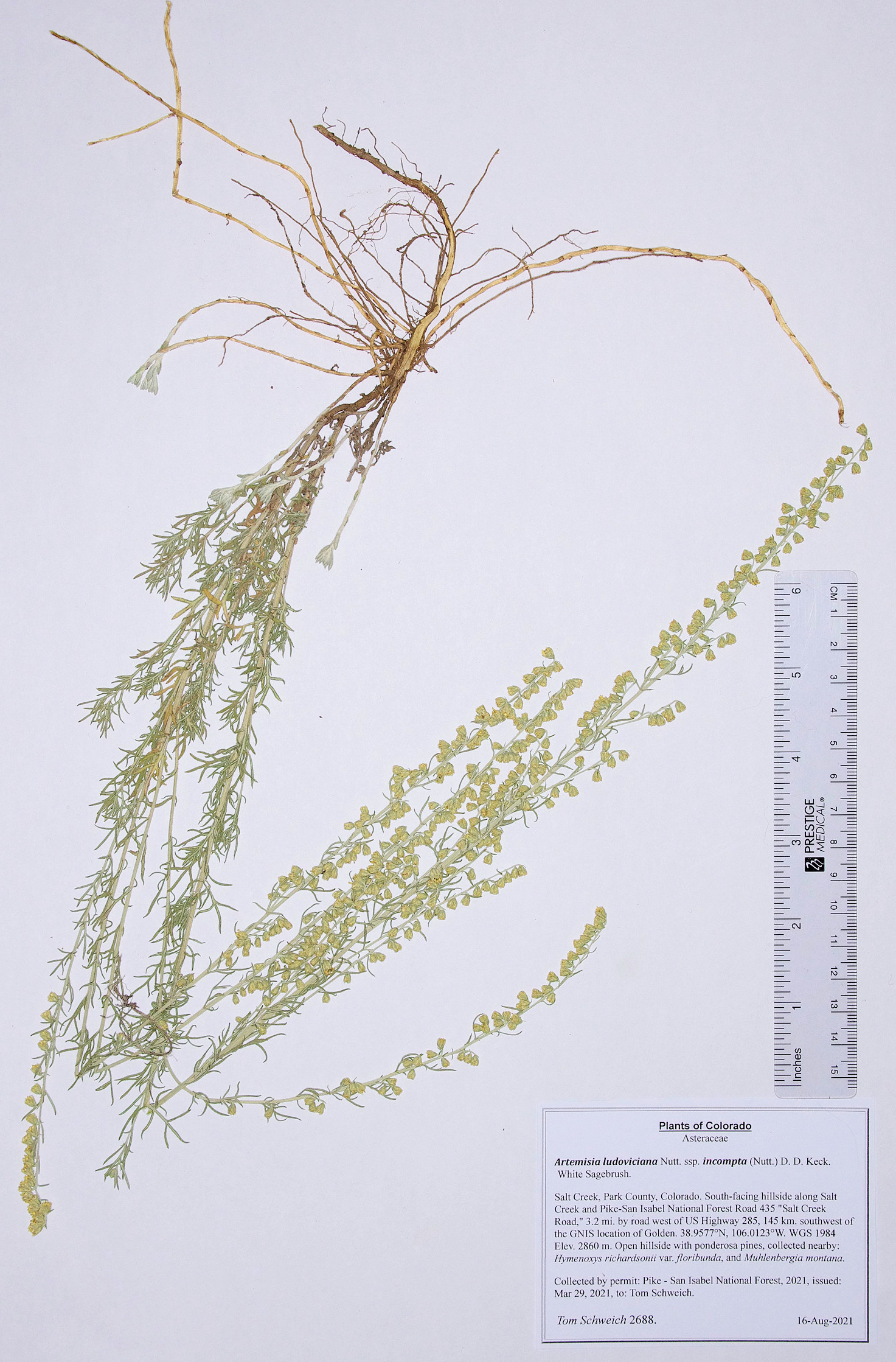 Asteraceae Artemisia ludoviciana incompta