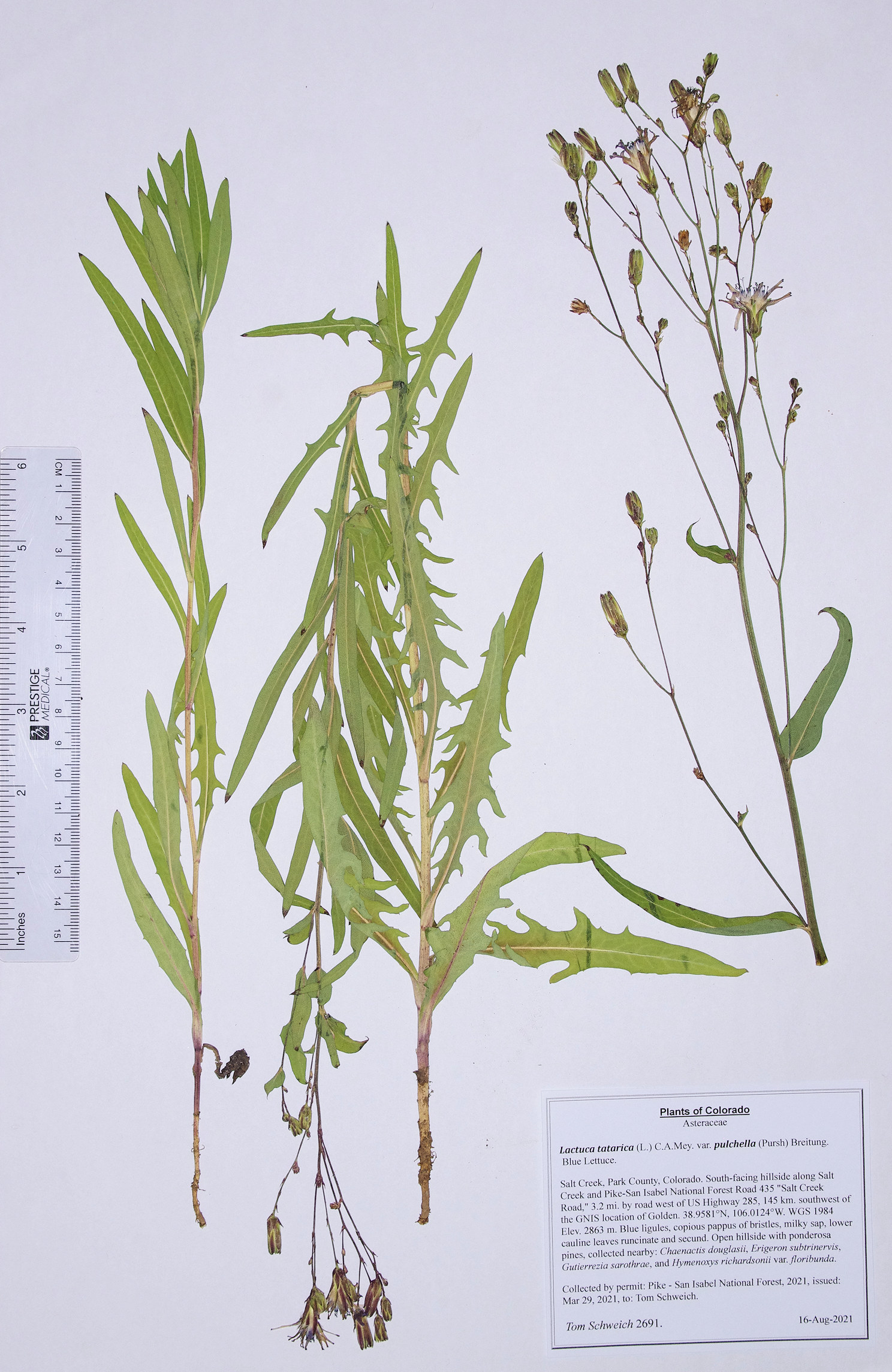 Asteraceae Lactuca tatarica pulchella