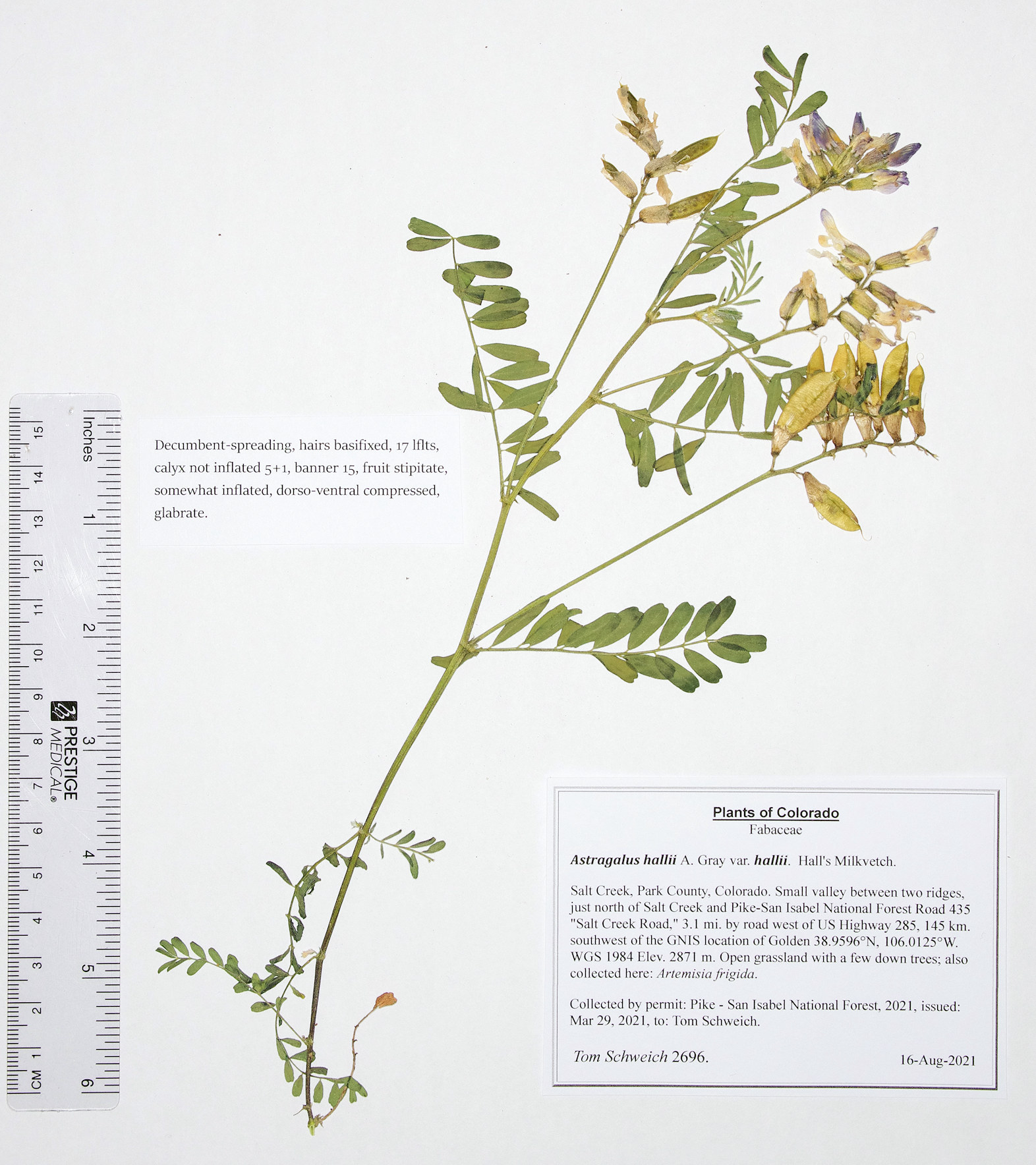 Fabaceae Astragalus hallii hallii