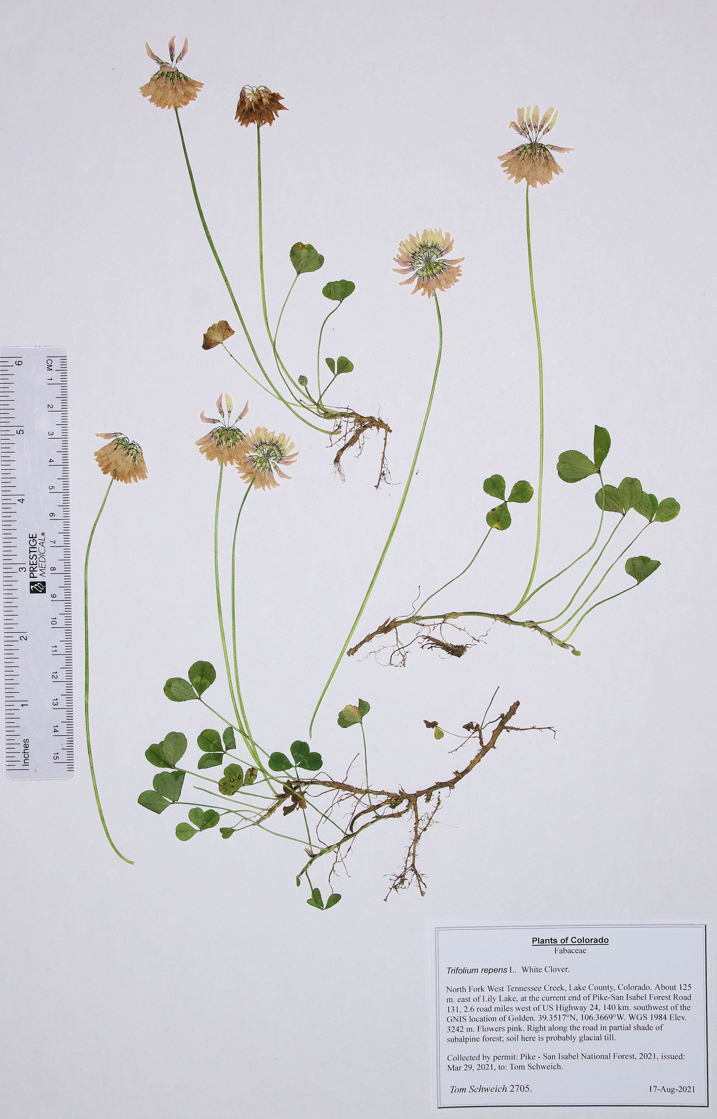 Fabaceae Trifolium repens