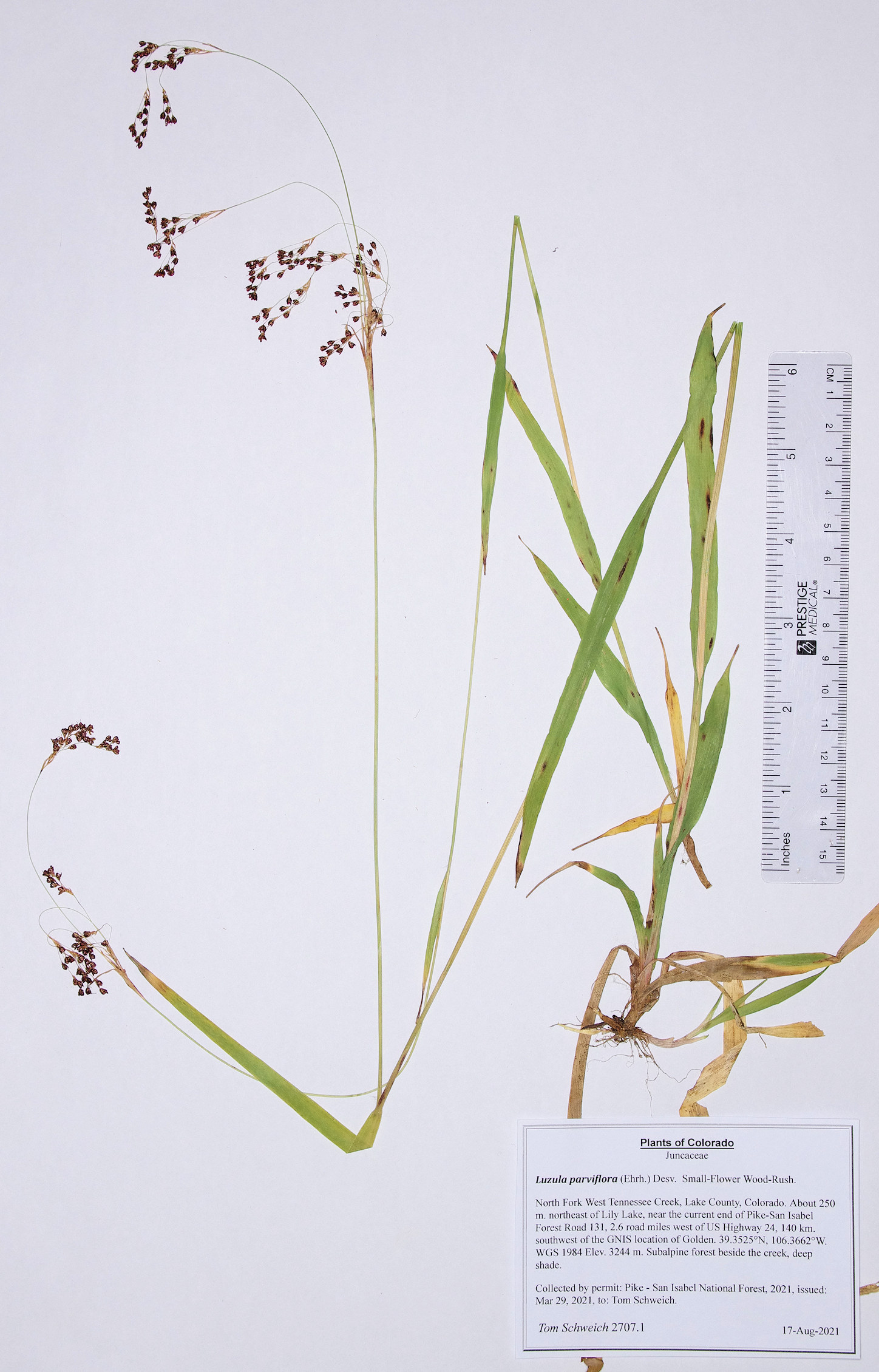 Juncaceae Luzula parviflora