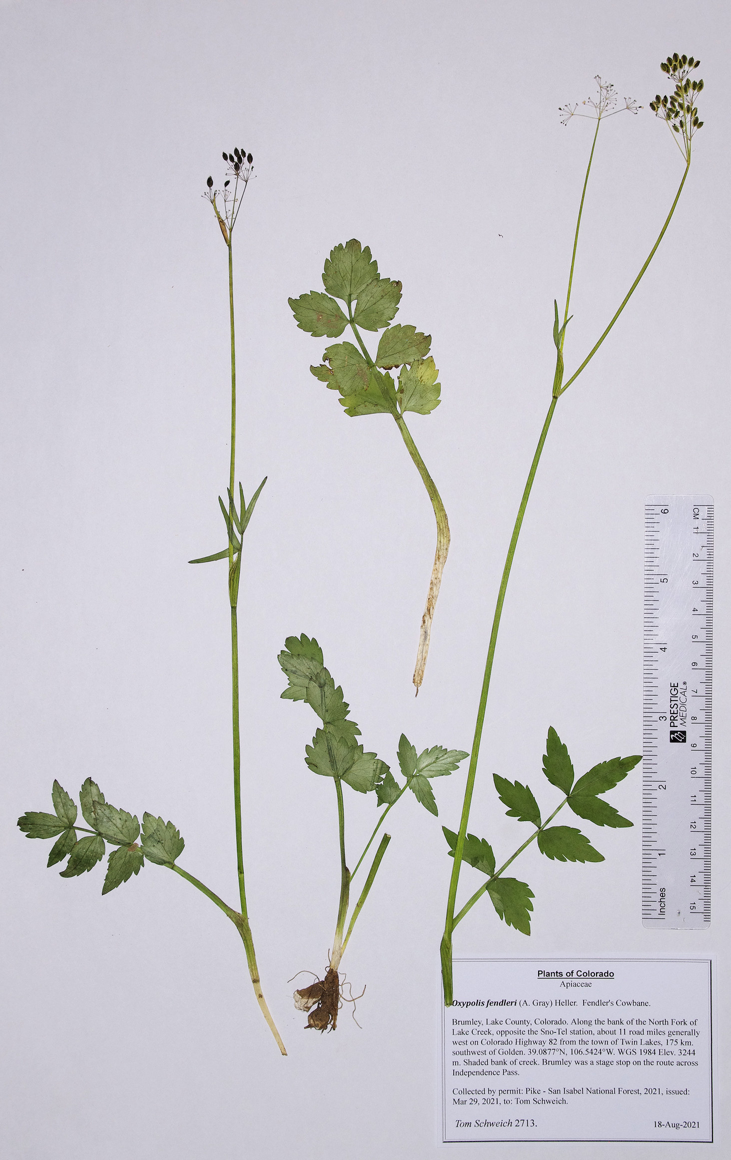 Apiaceae Oxypolis fendleri