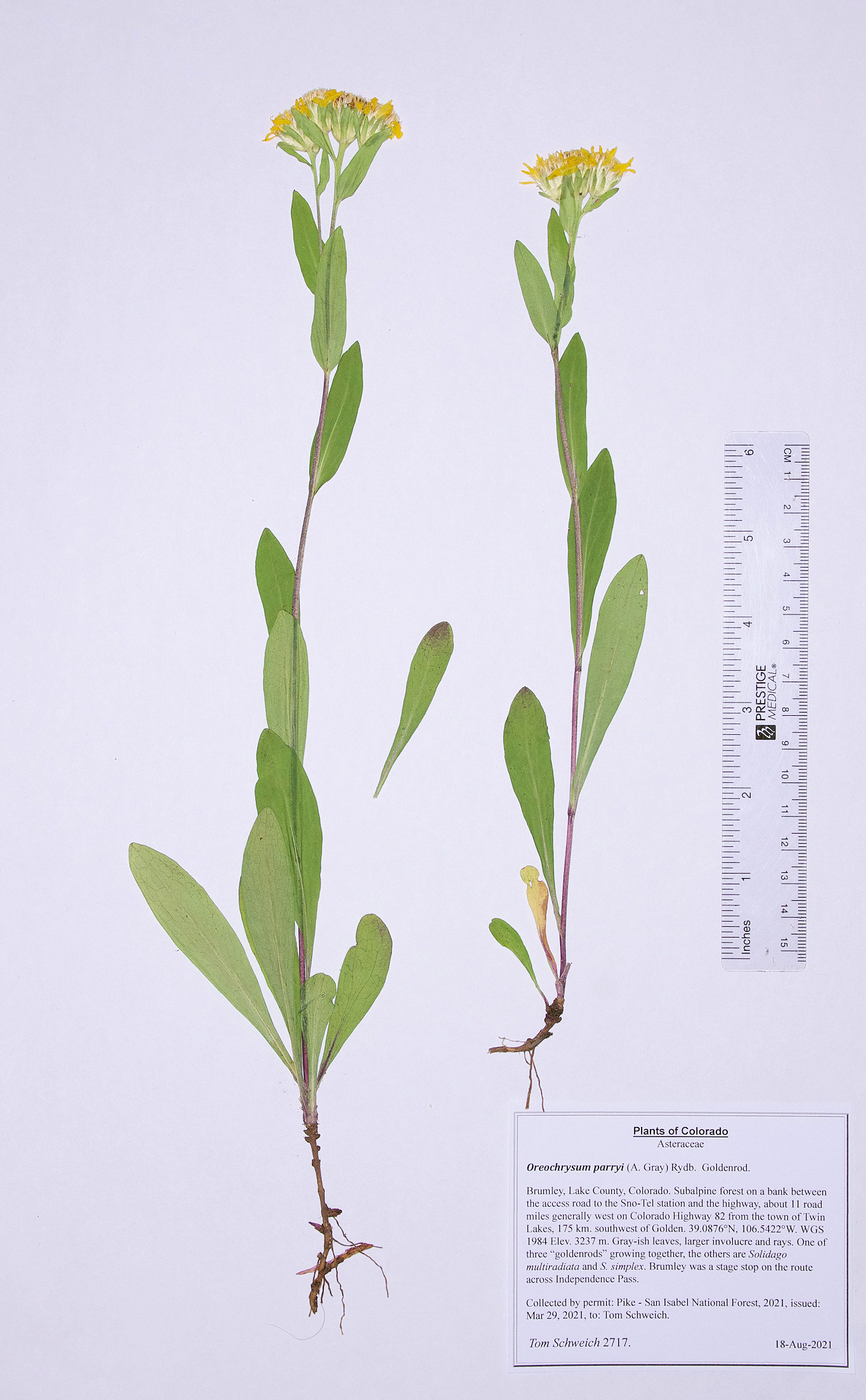 Asteraceae Oreochrysum parryi