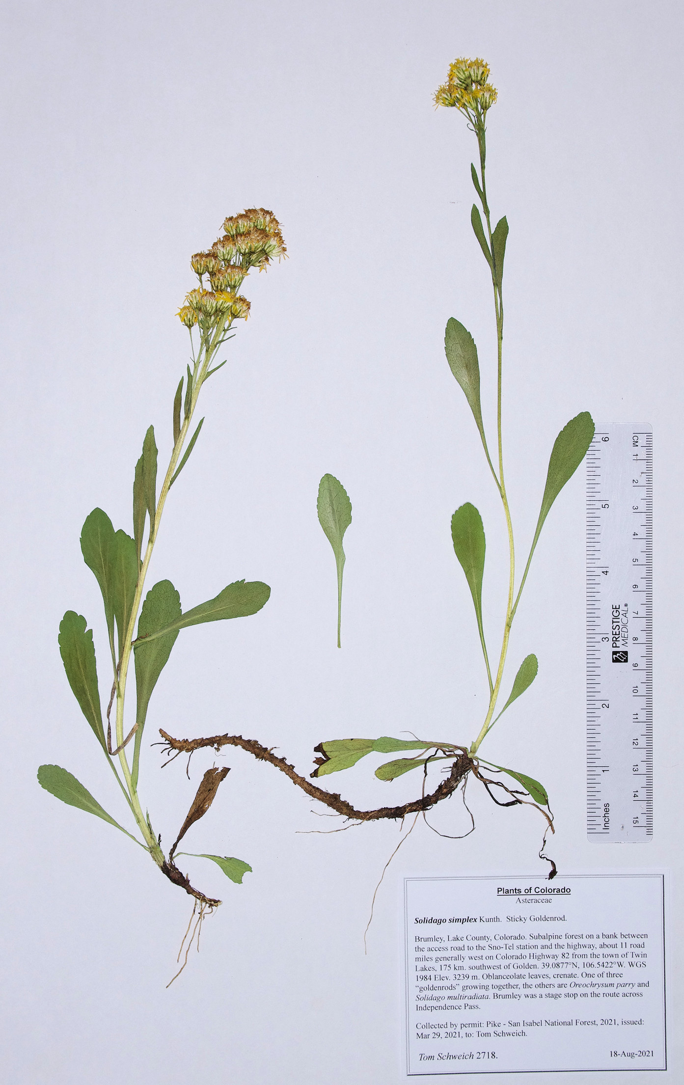 Asteraceae Solidago simplex