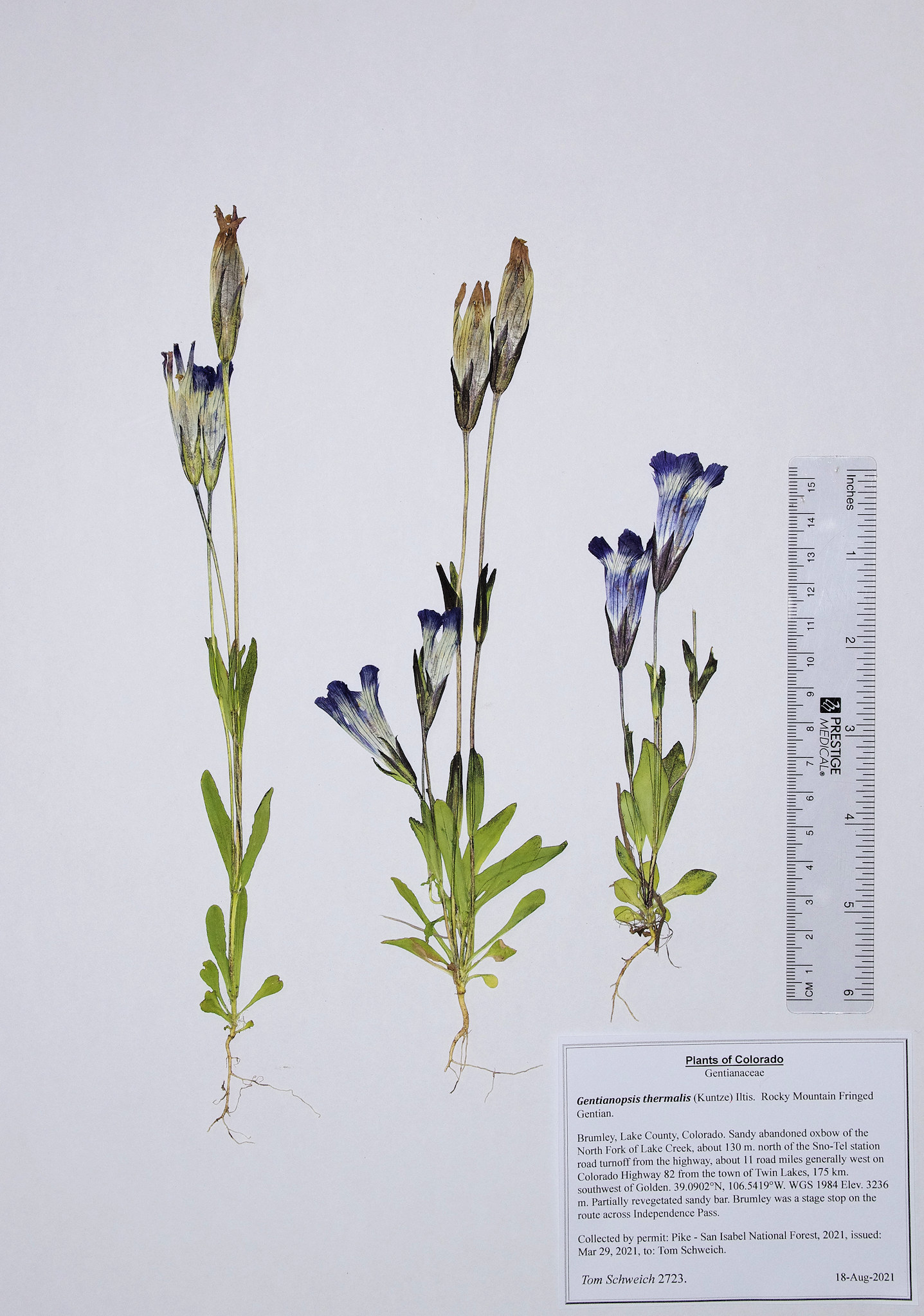 Gentianaceae Gentianopsis thermalis