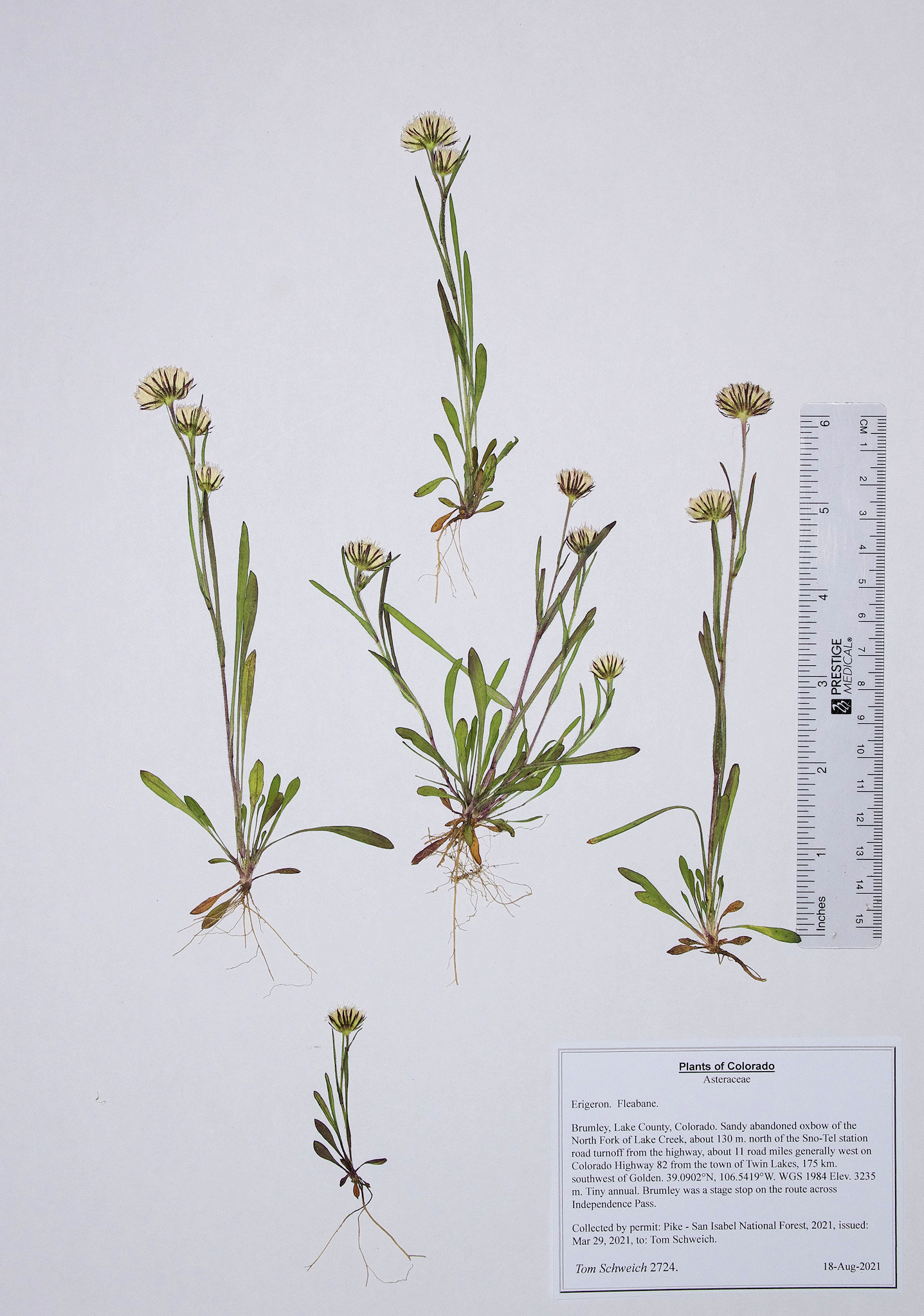 Asteraceae Erigeron