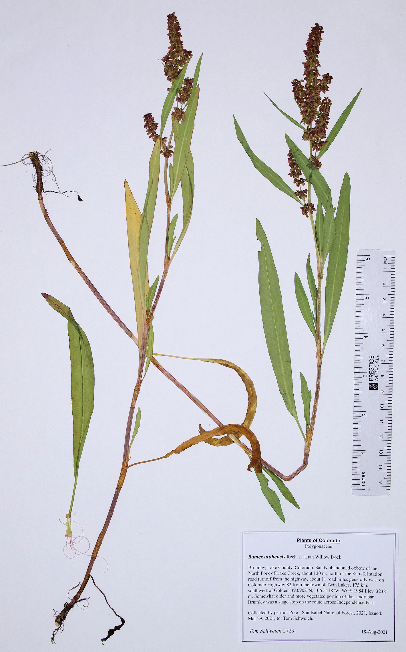 Polygonaceae Rumex utahensis