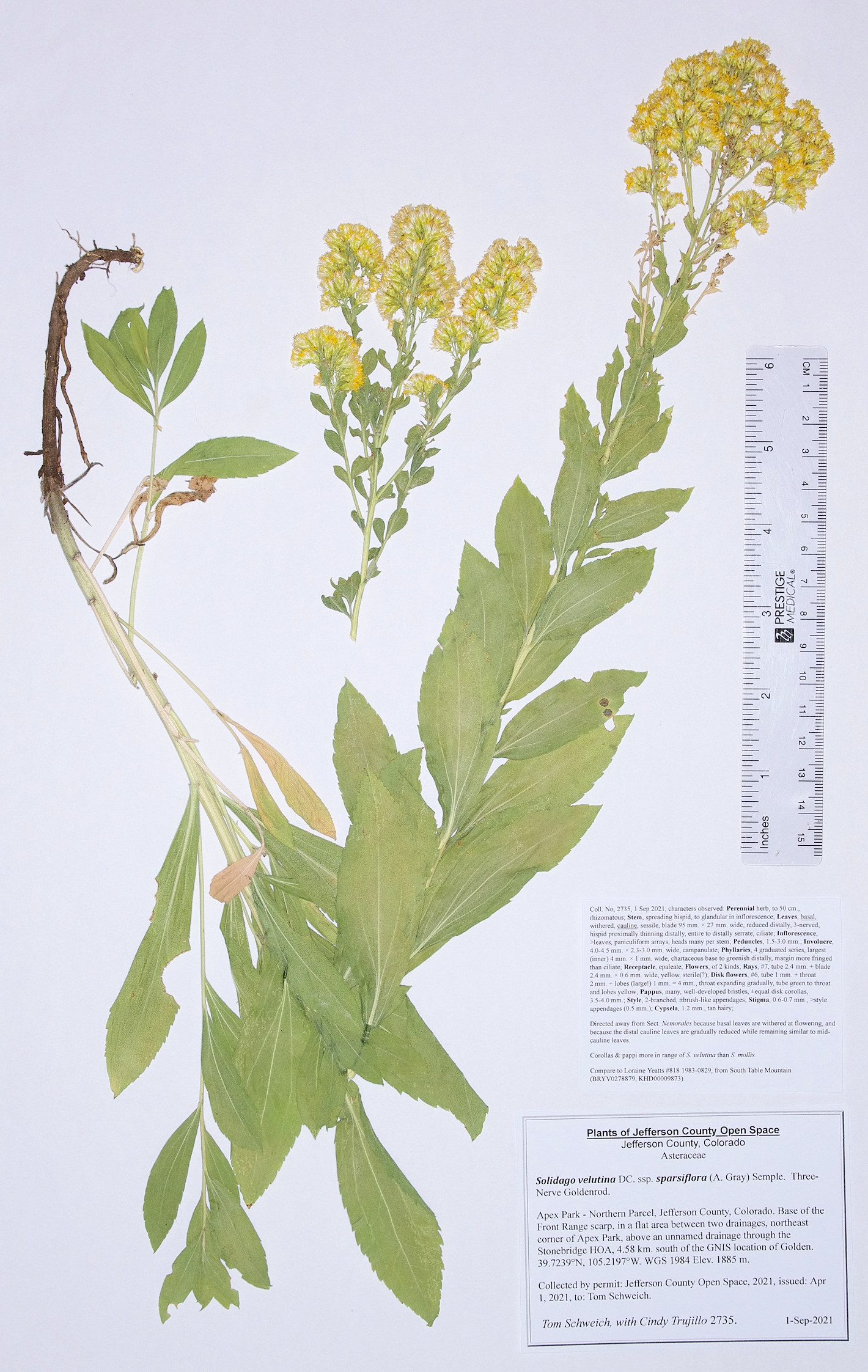 Asteraceae Solidago velutina sparsiflora