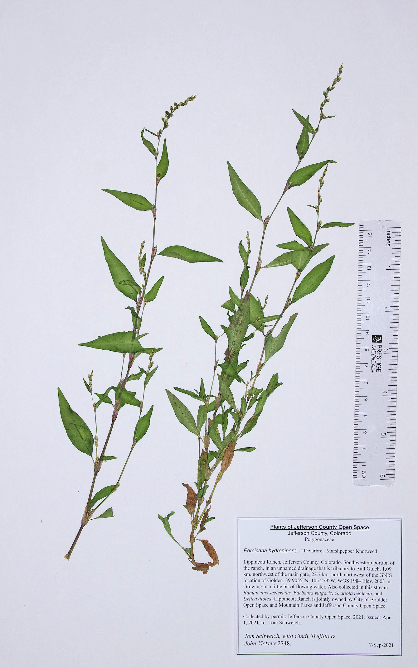 Polygonaceae Persicaria hydropiper