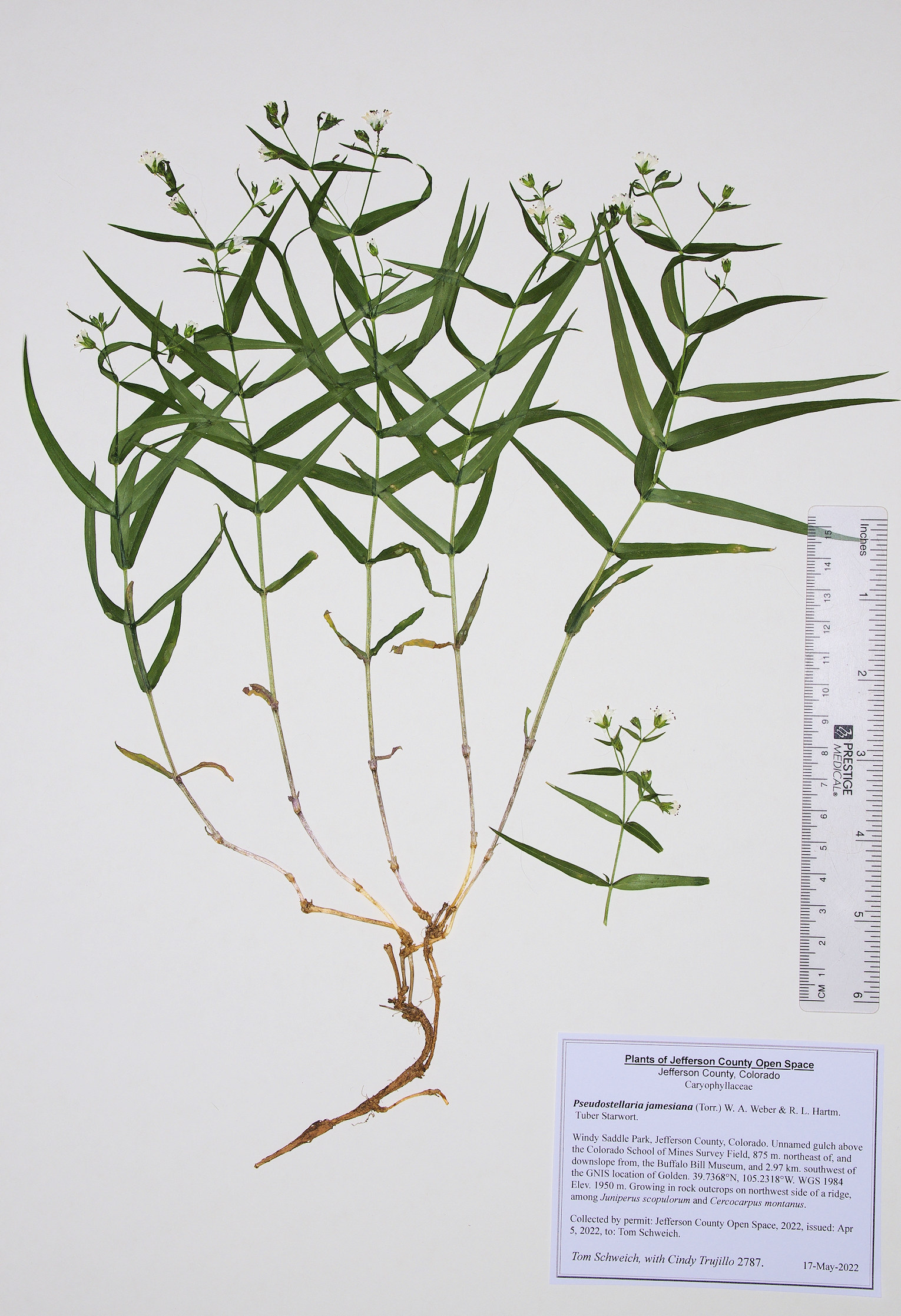 Caryophyllaceae Pseudostellaria jamesiana