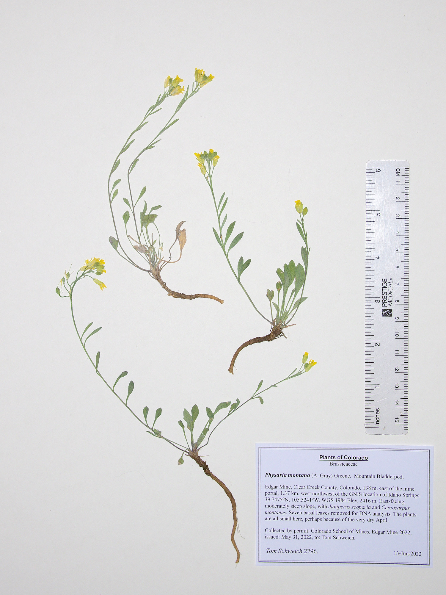 Brassicaceae Physaria montana
