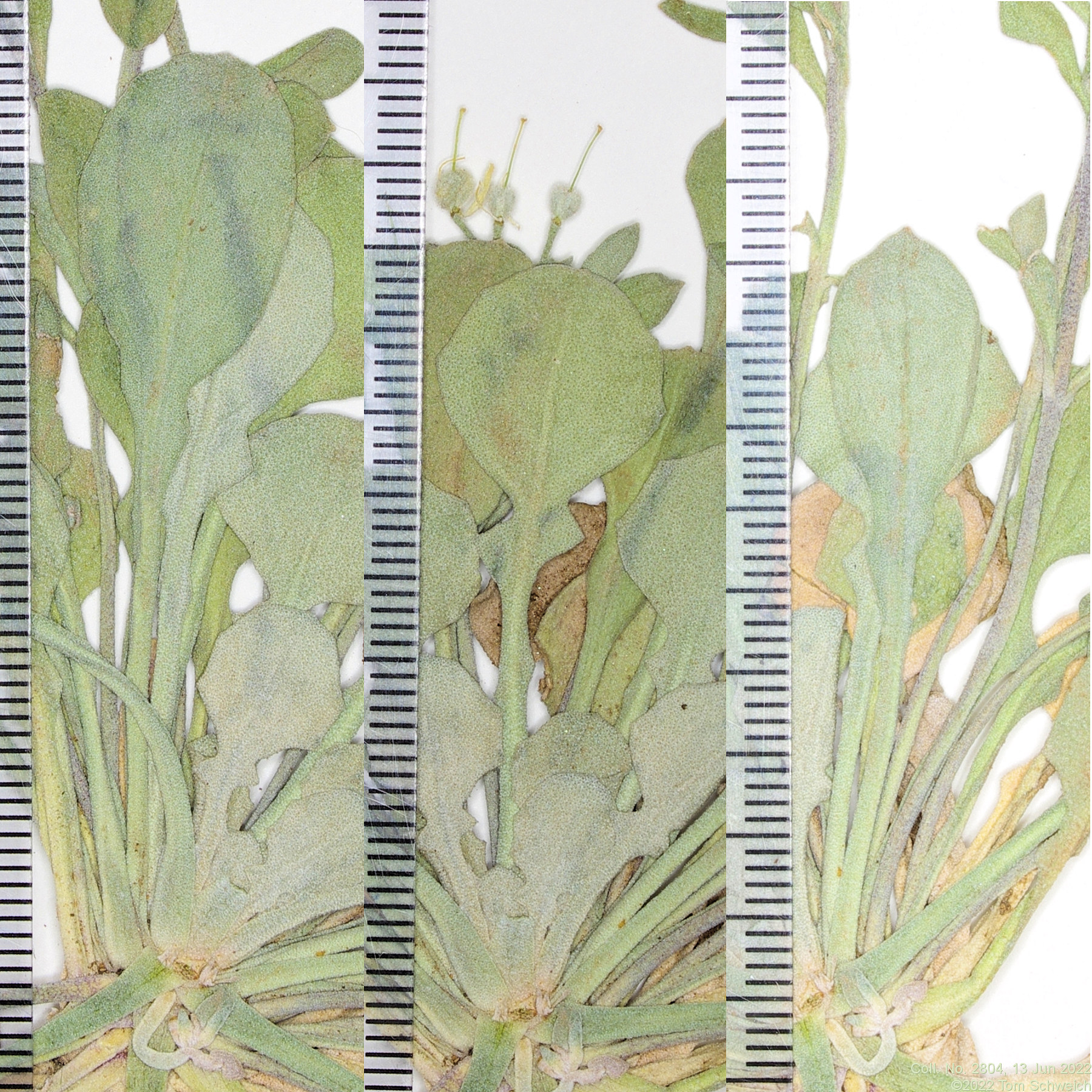 Brassicaceae Physaria vitulifera