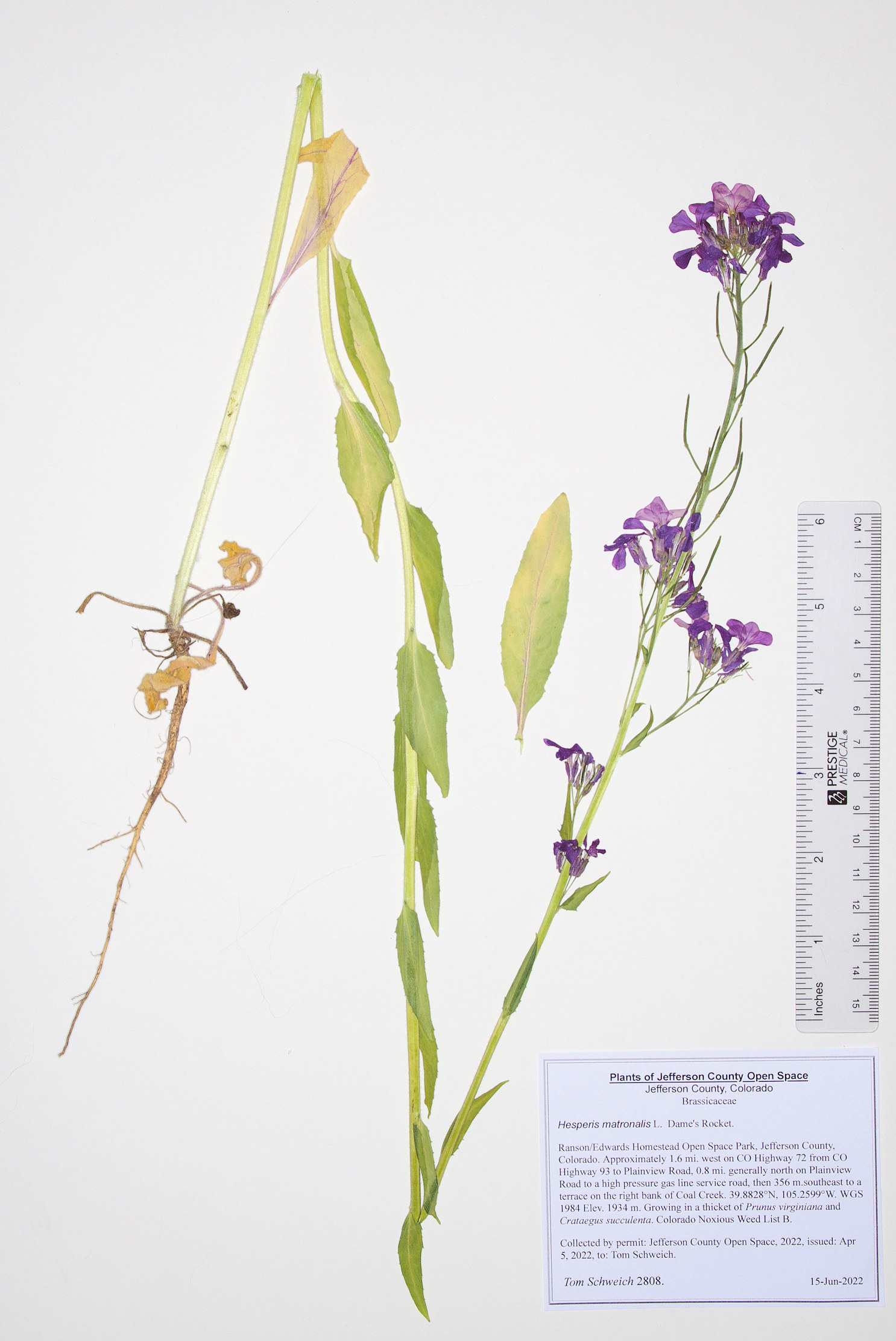 Brassicaceae Hesperis matronalis