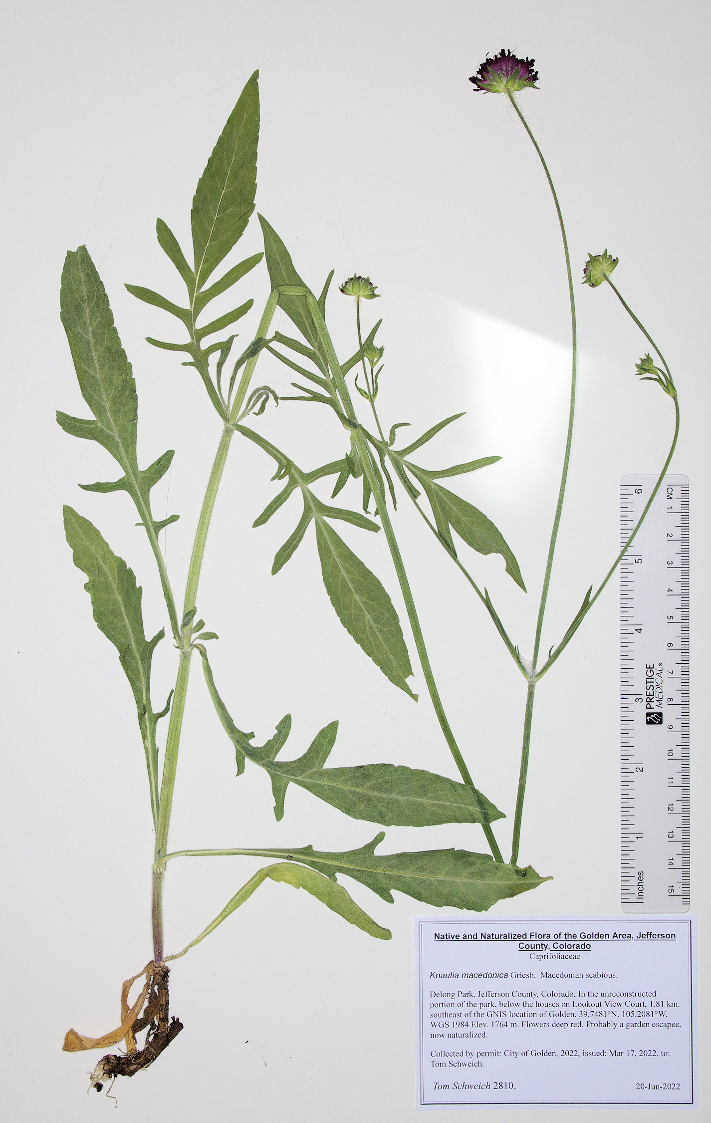 Caprifoliaceae Knautia macedonica
