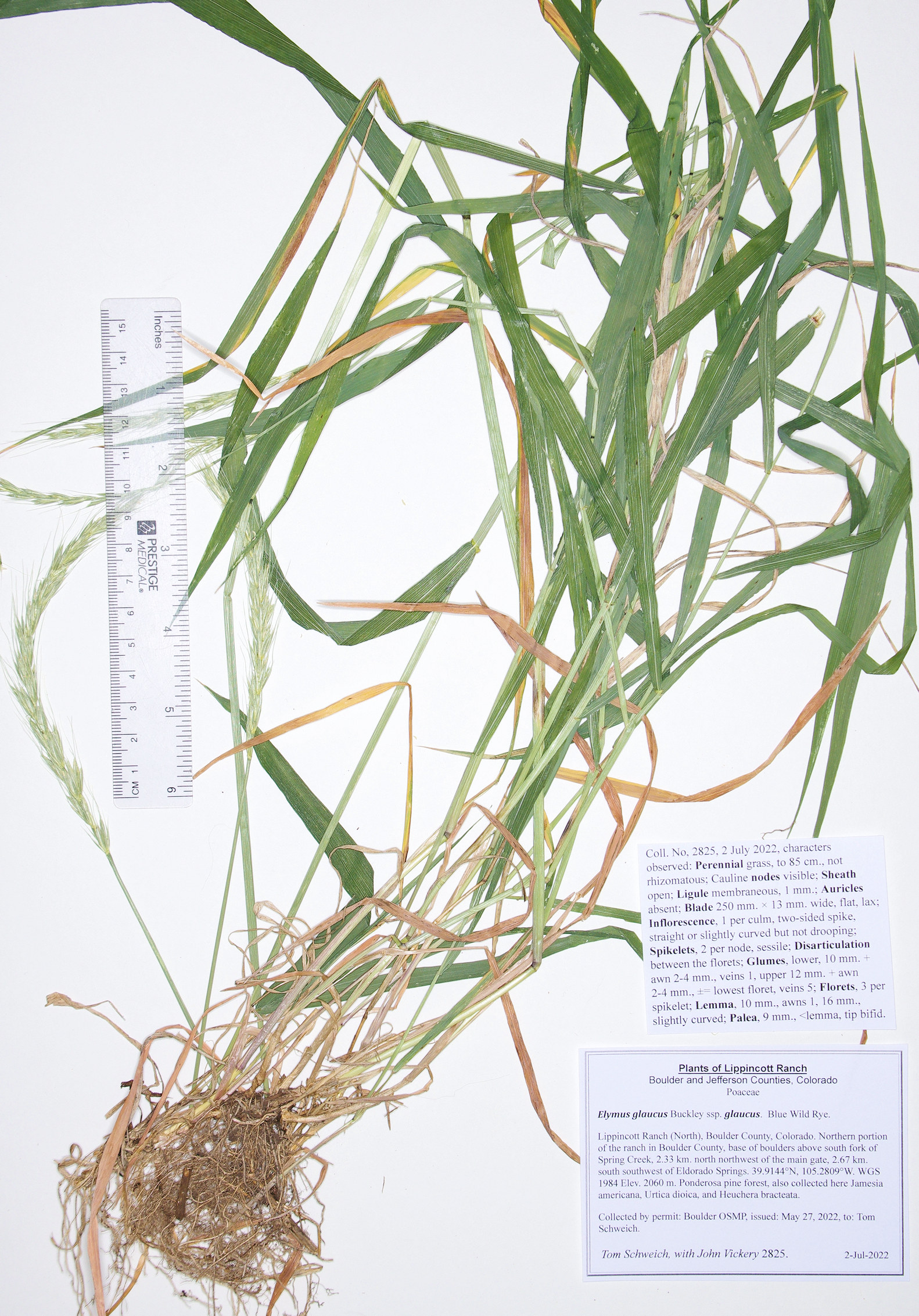 Poaceae Elymus glaucus glaucus