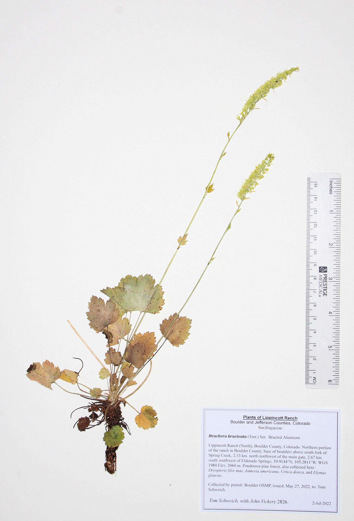 Saxifragaceae Heuchera bracteata