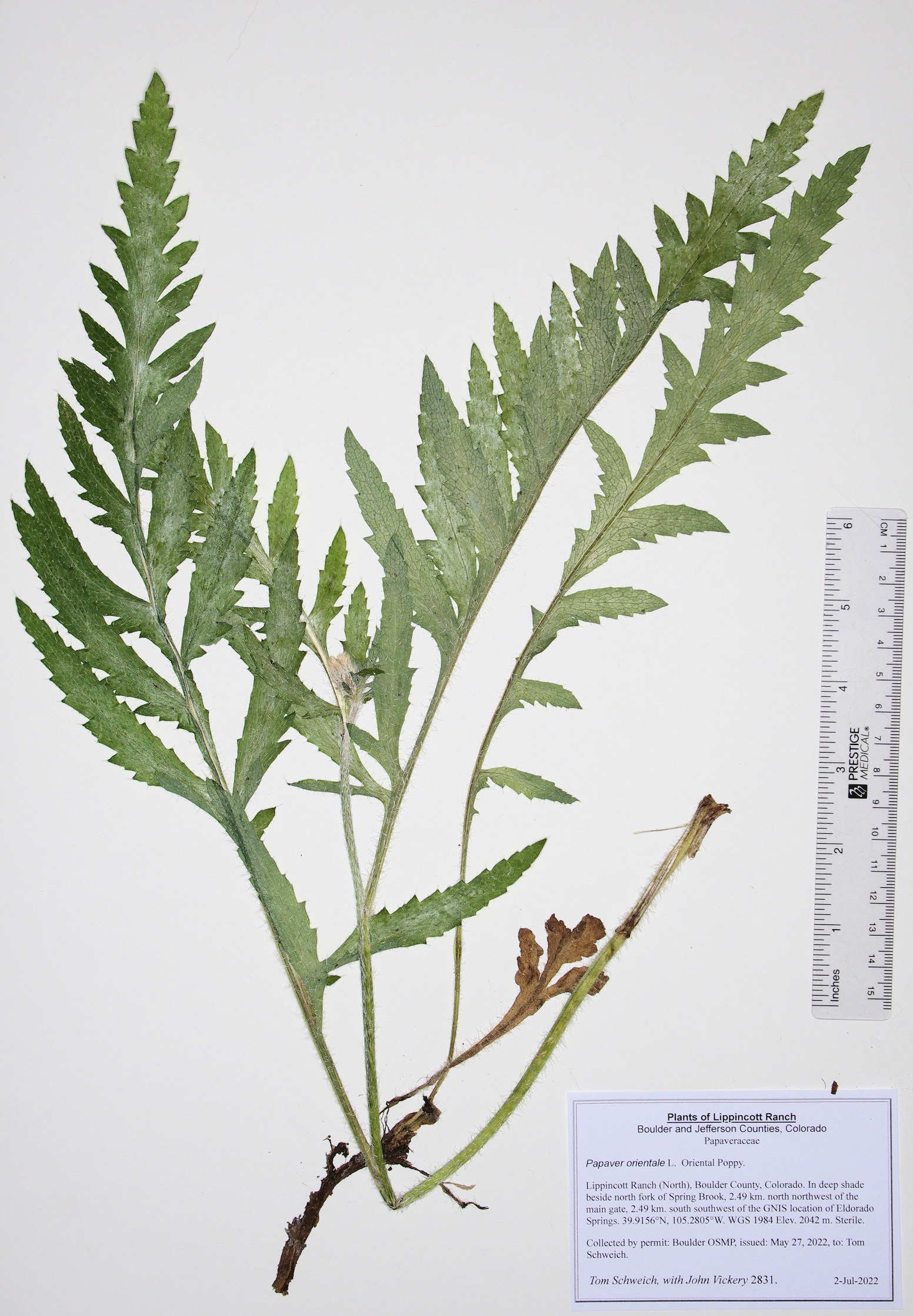 Papaveraceae Papaver orientale