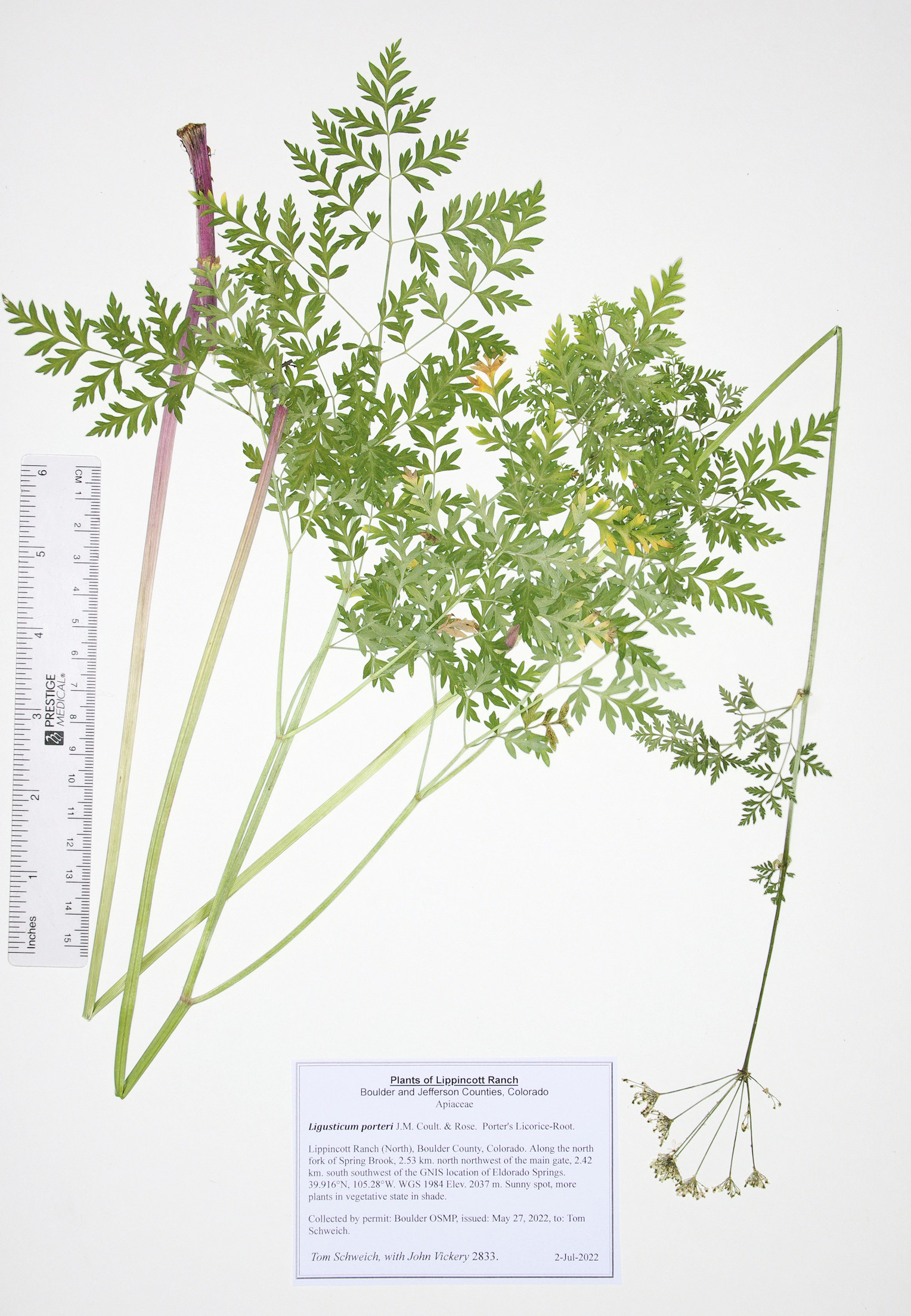 Apiaceae Ligusticum porteri