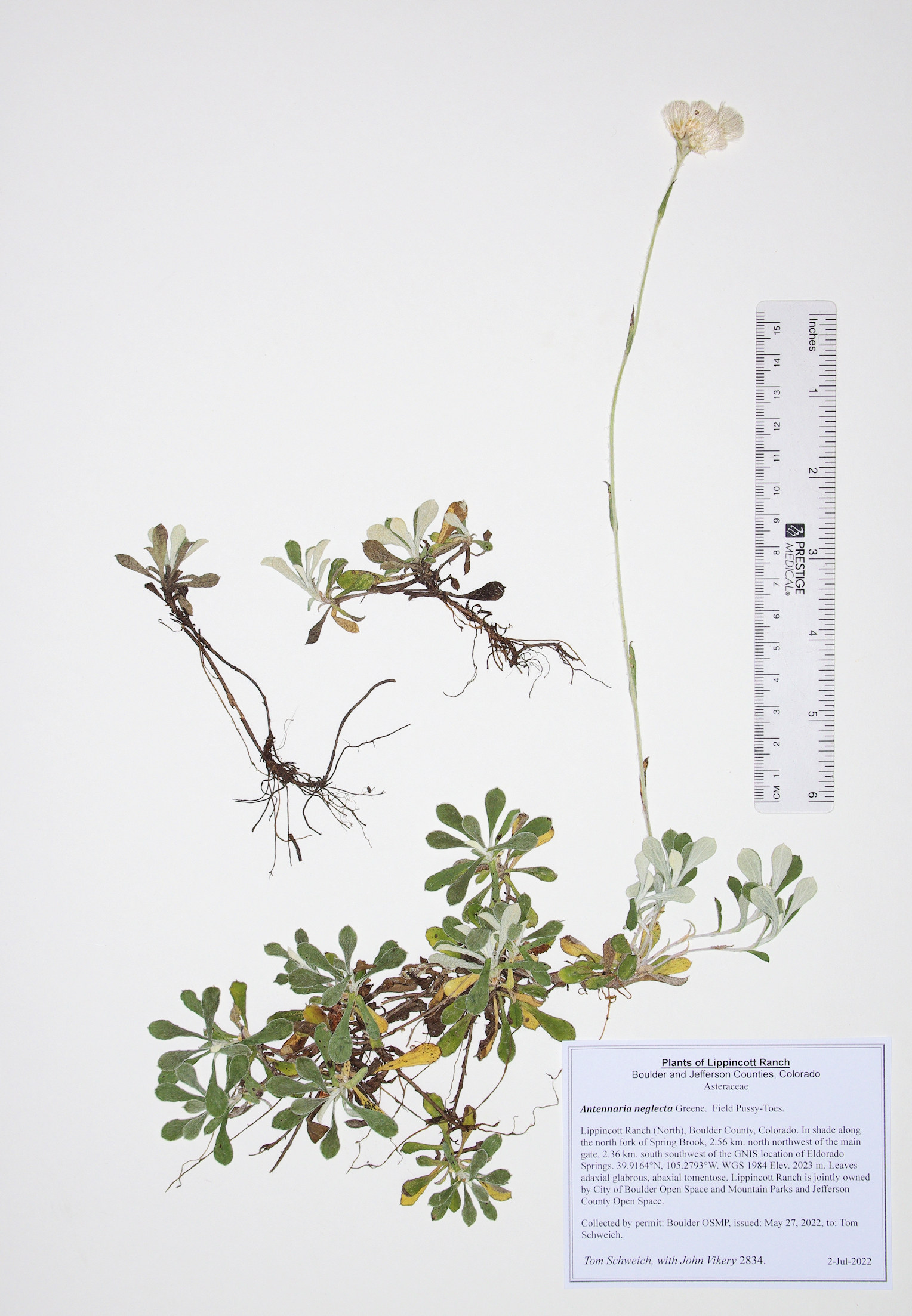 Asteraceae Antennaria neglecta