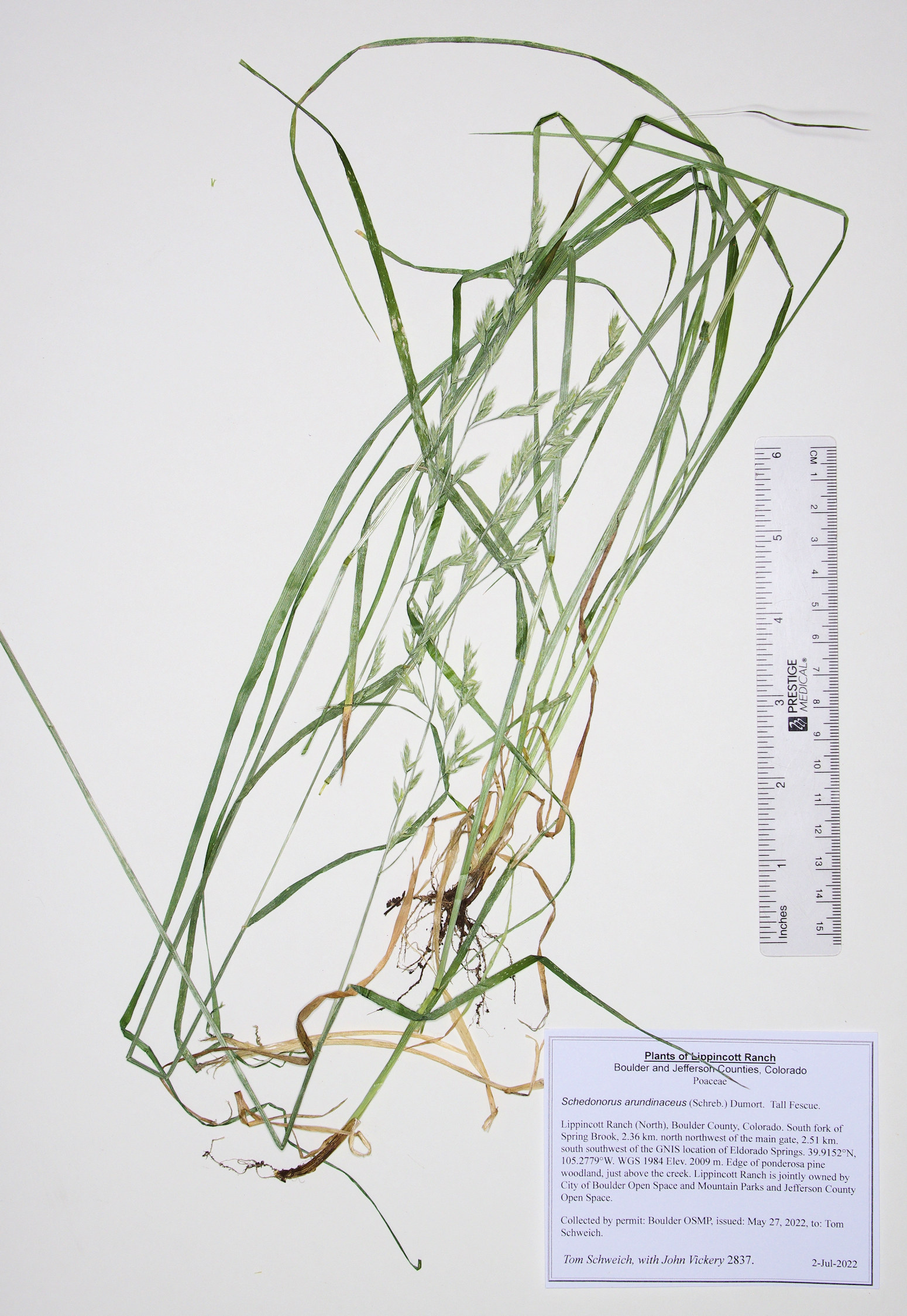 Poaceae Schedonorus arundinaceus