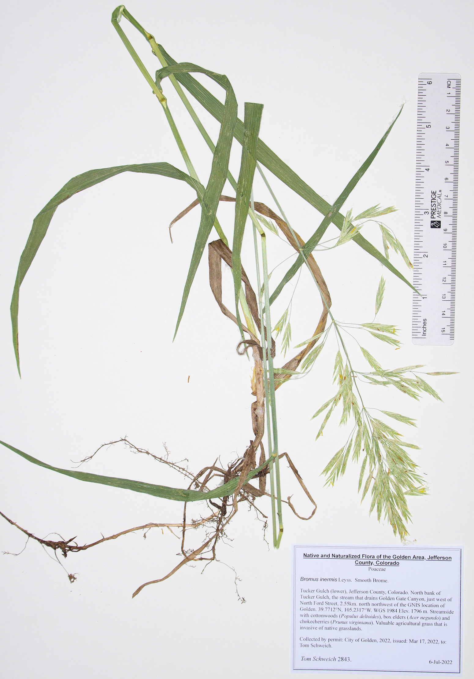 Poaceae Bromus inermis