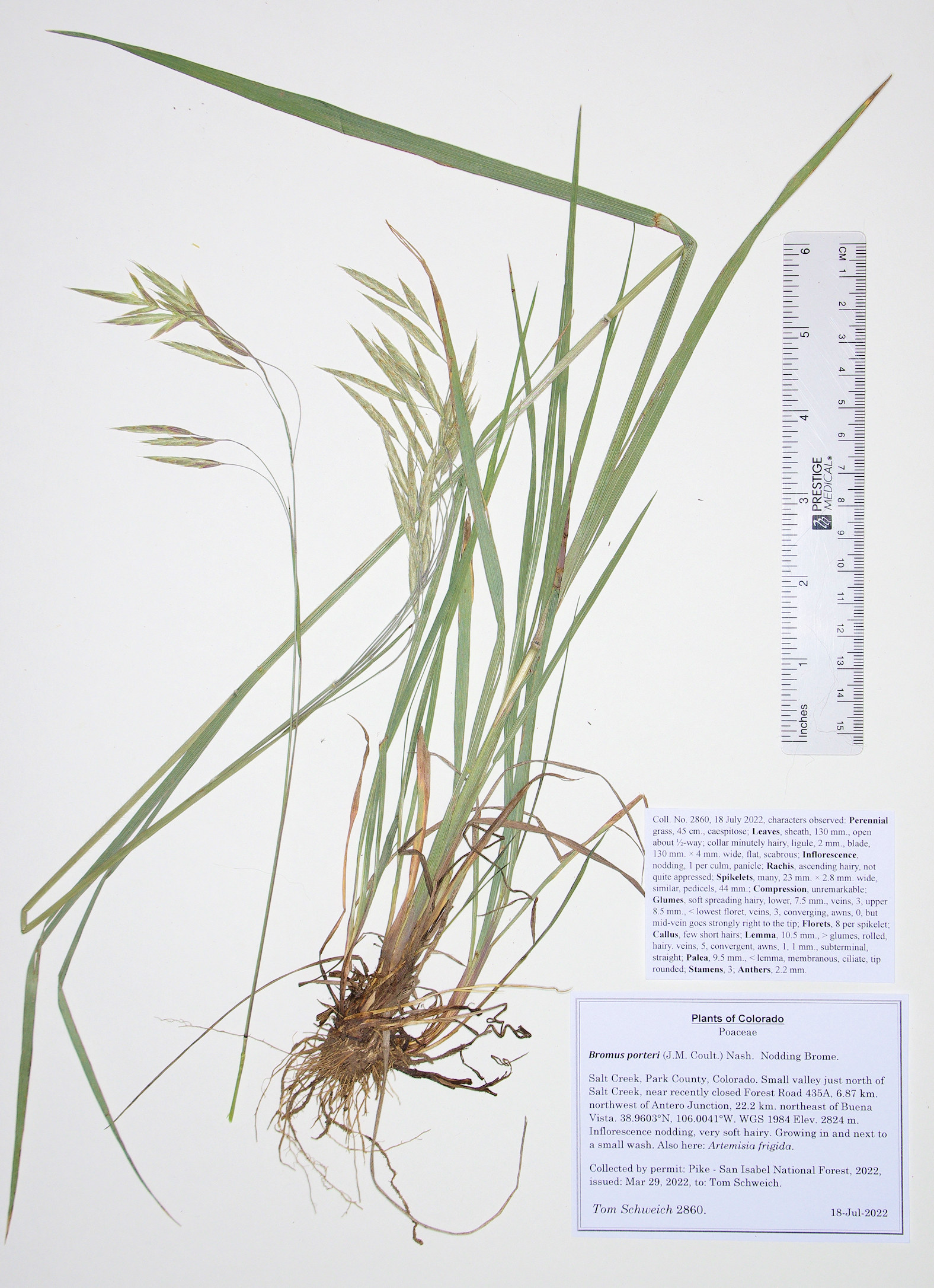 Poaceae Bromus porteri