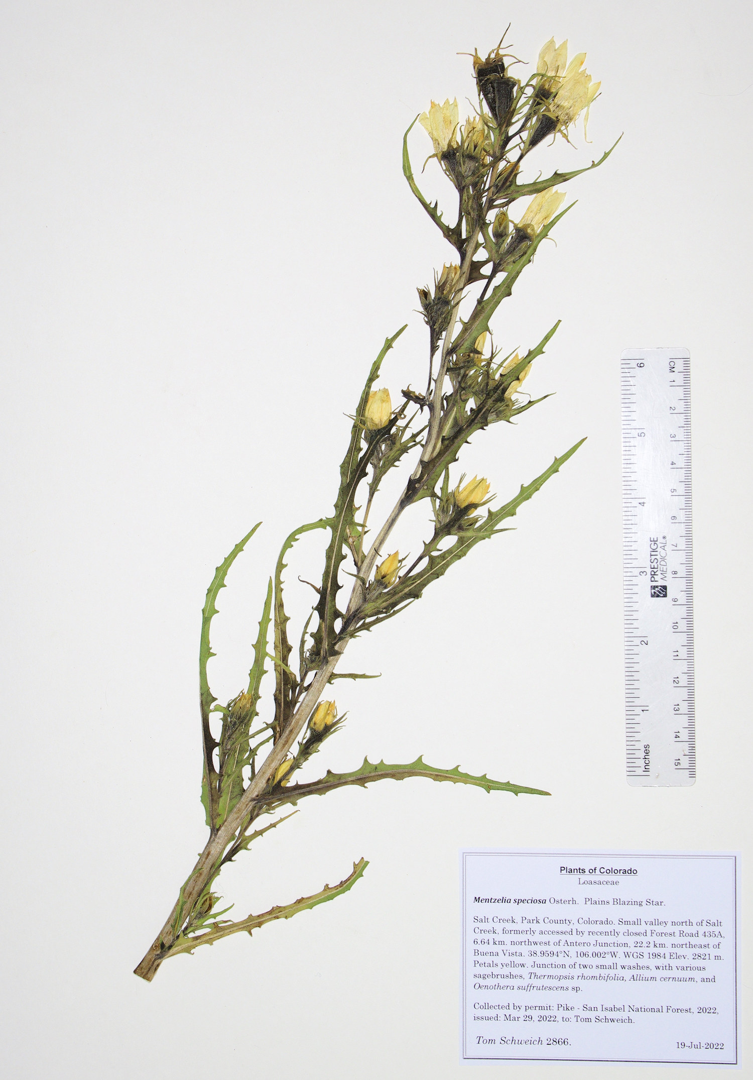 Loasaceae Mentzelia speciosa