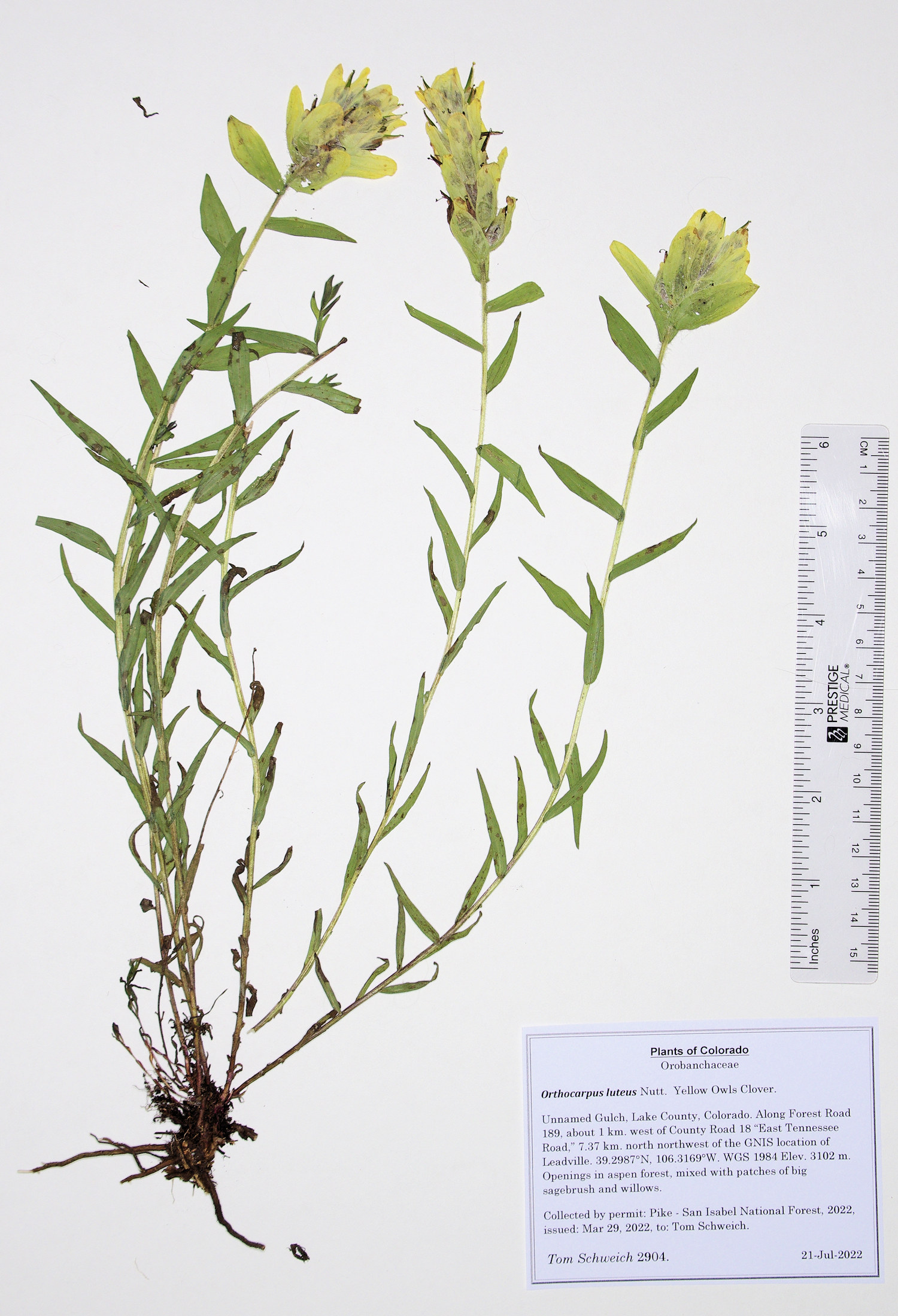 Orobanchaceae Orthocarpus luteus