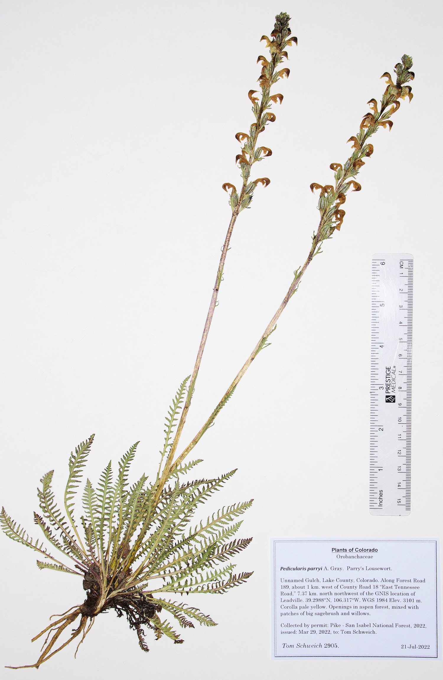 Orobanchaceae Orthocarpus luteus