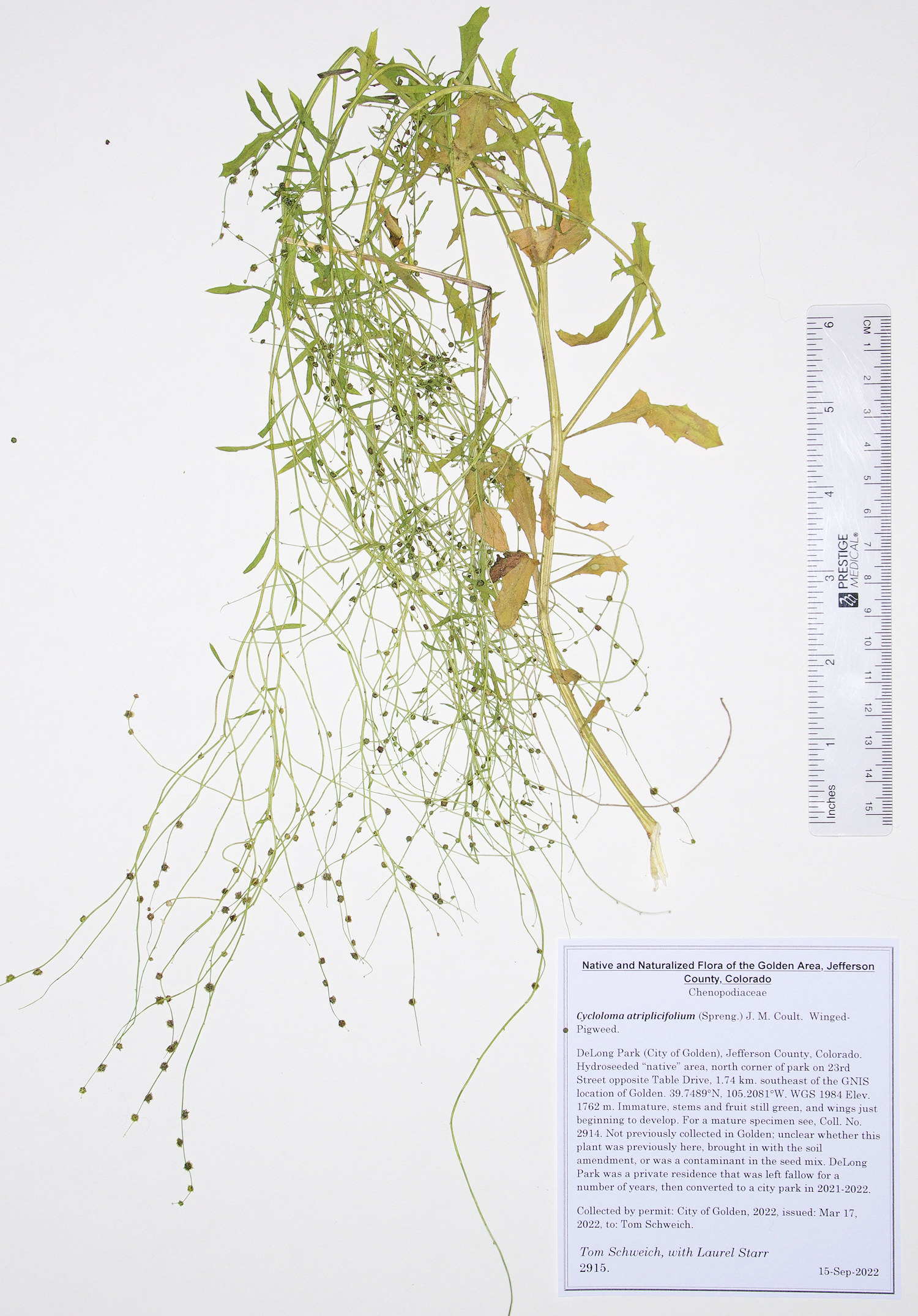 Chenopodiaceae Cycloloma atriplicifolium