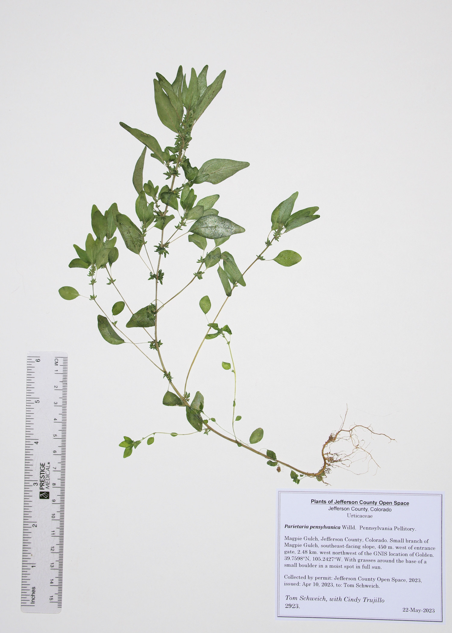 Urticaceae Parietaria pensylvanica