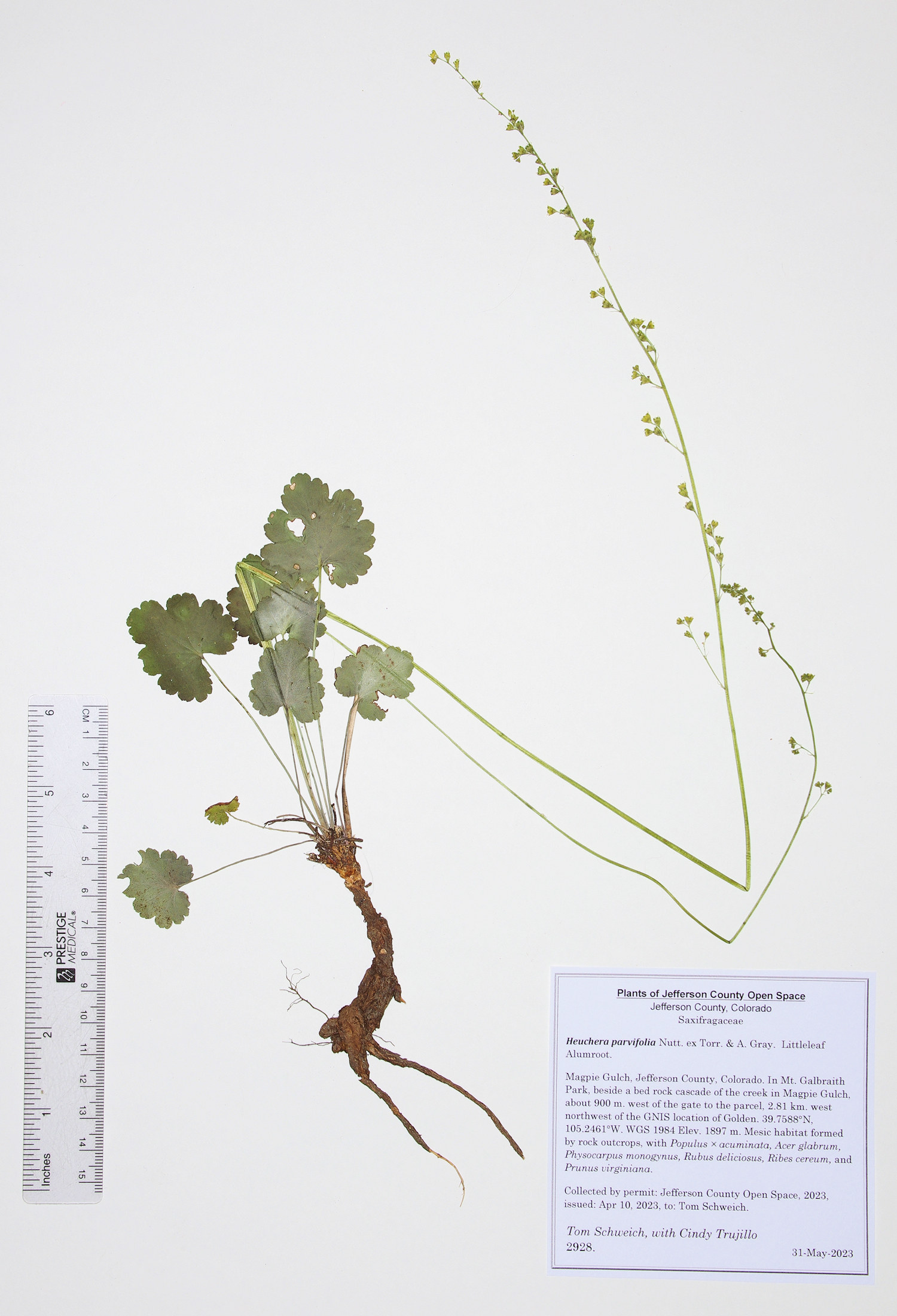 Saxifragaceae Heuchera parvifolia