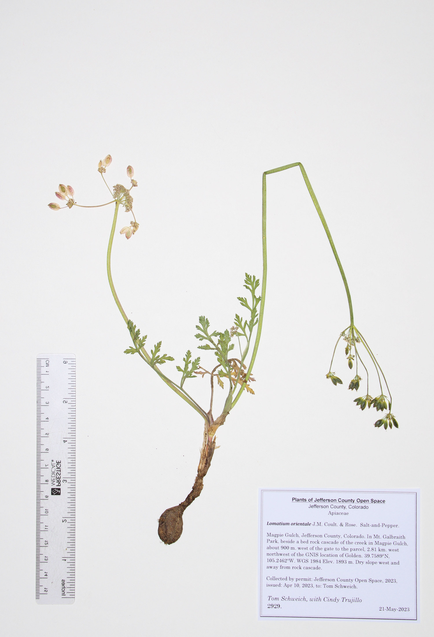Apiaceae Lomatium orientale