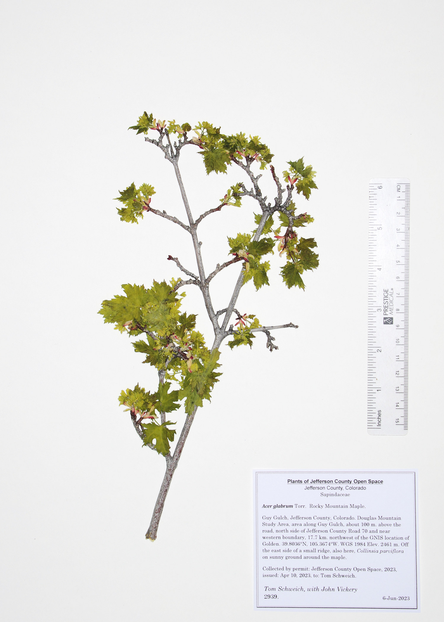 Sapindaceae Acer glabrum