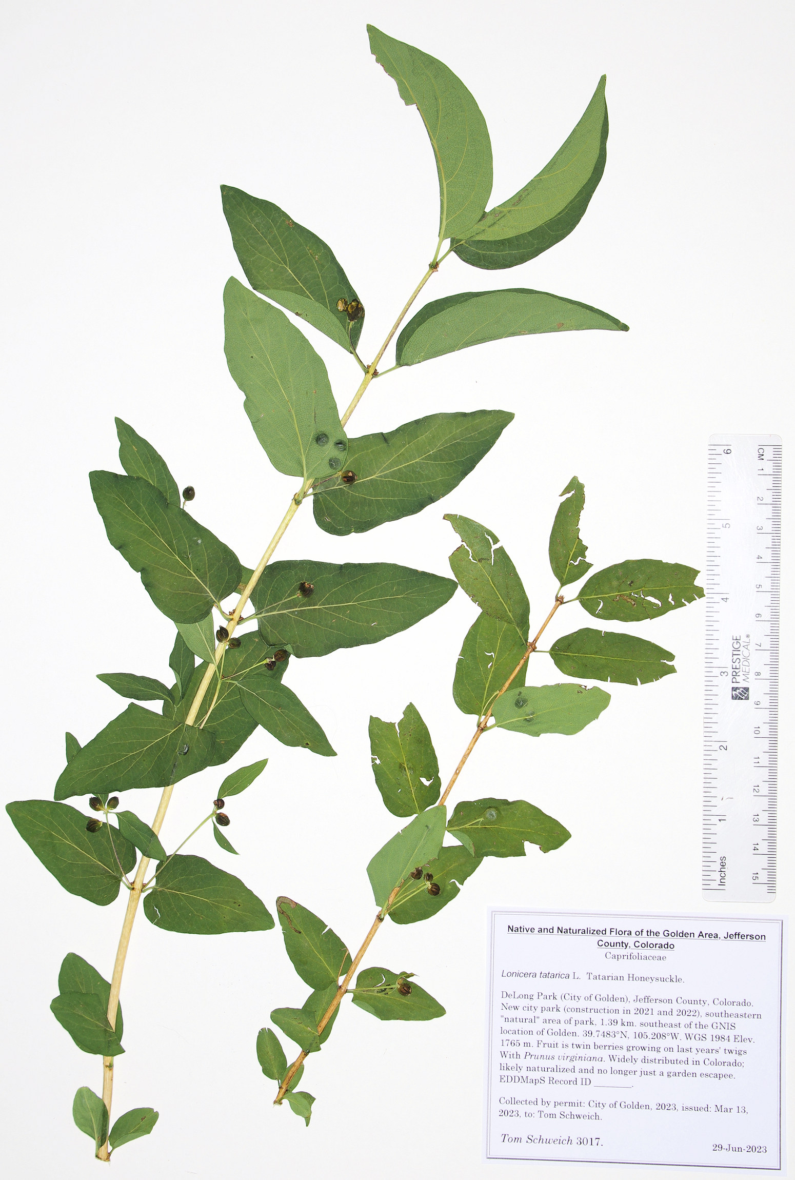 Caprifoliaceae Lonicera tatarica