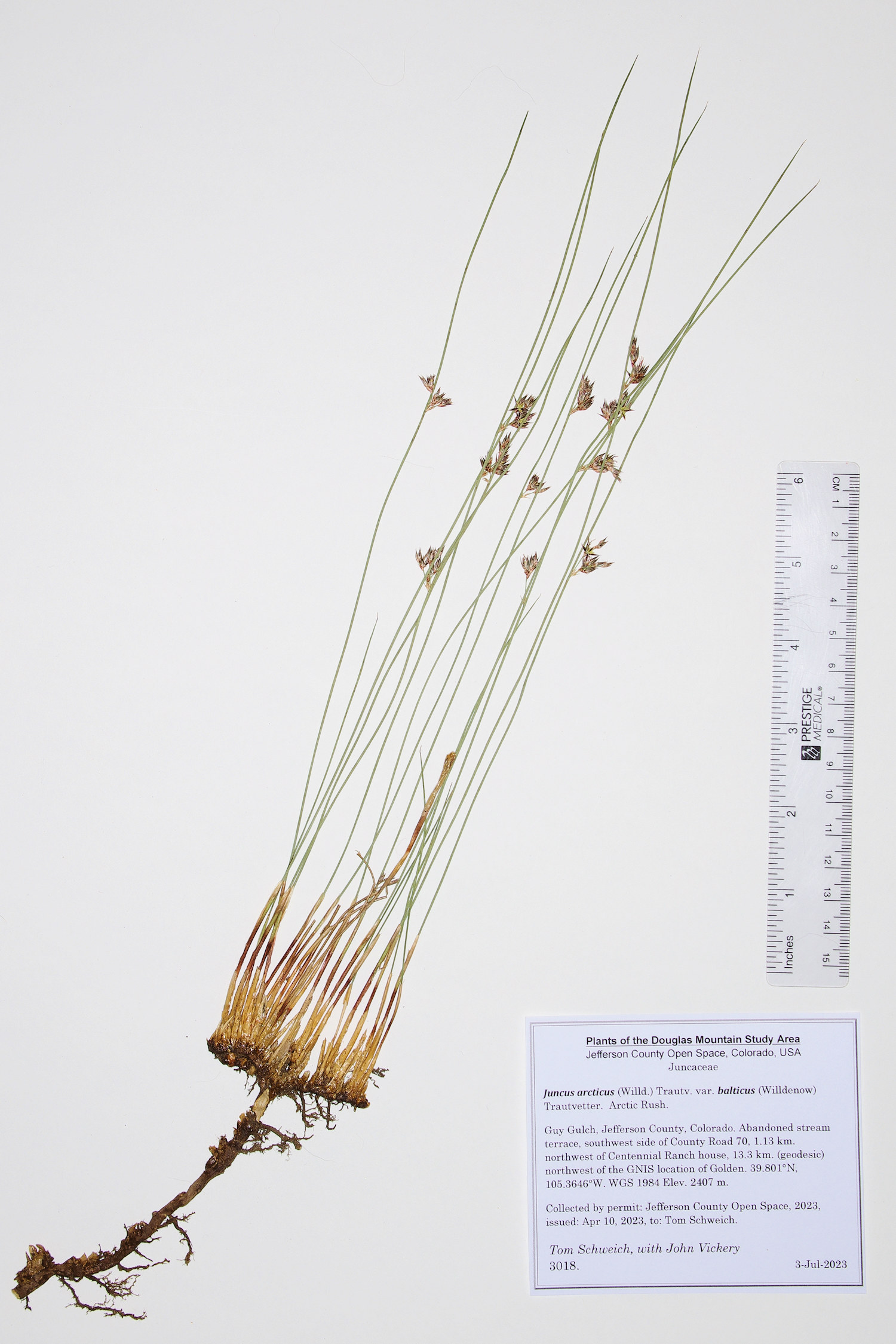 Juncaceae Juncus arcticus balticus